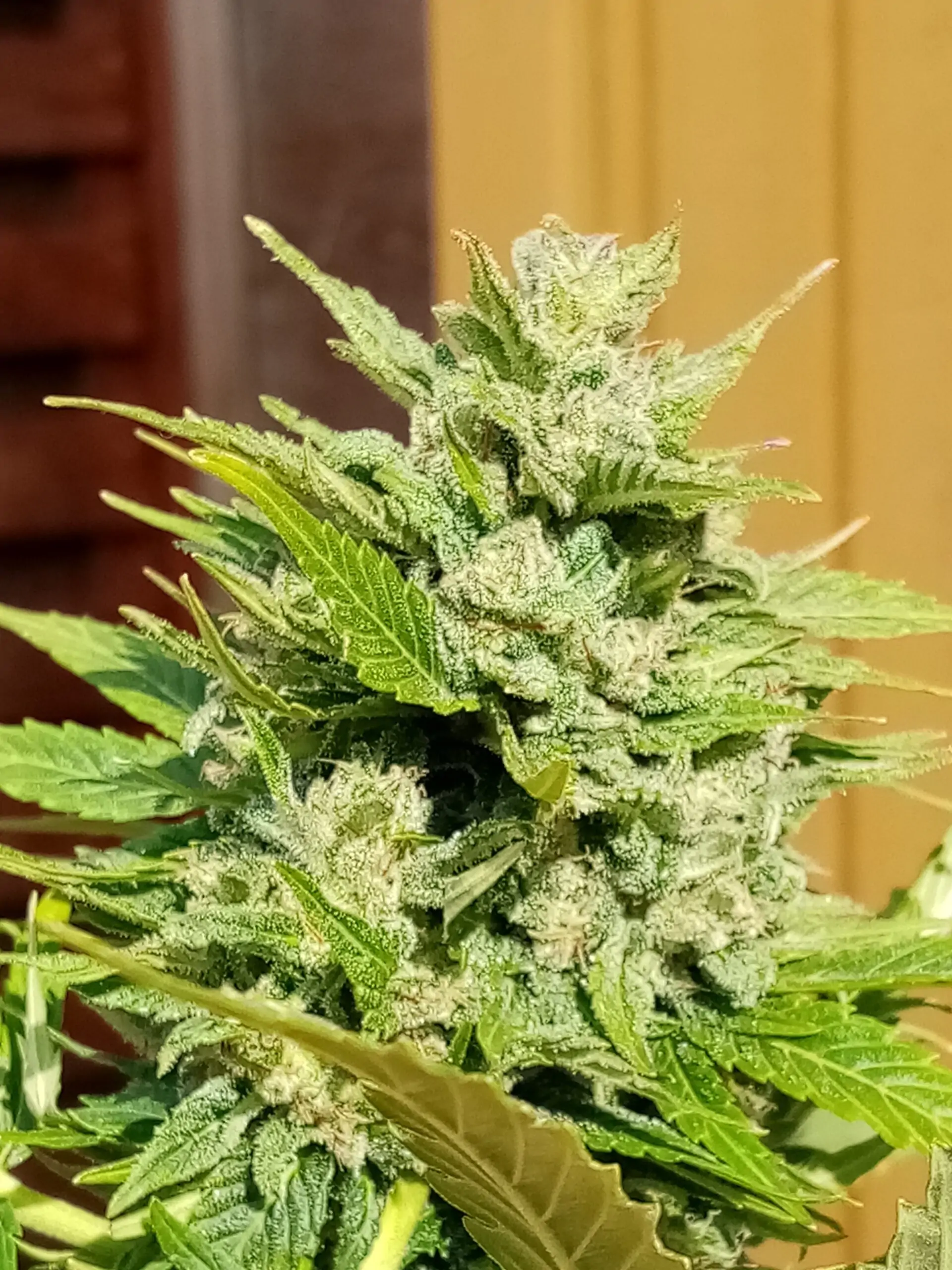 Kush Lowryder Cannabis Seed Master Kush Auto - Image 6