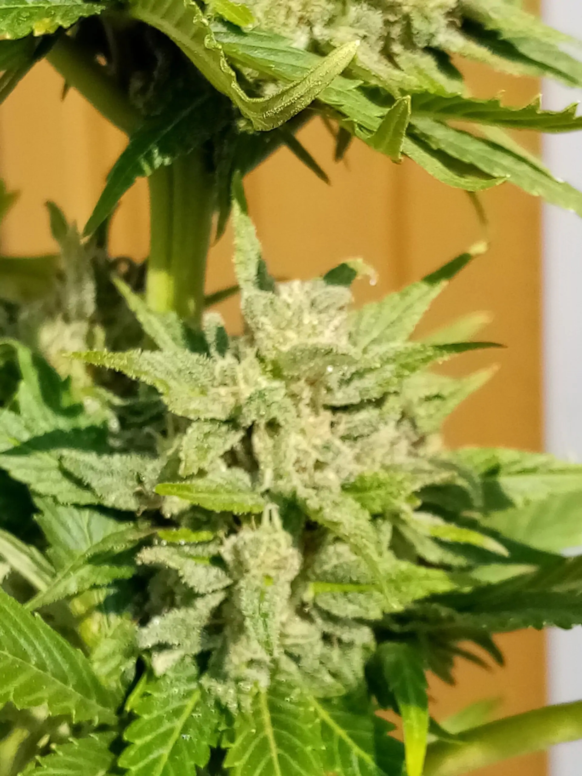 Kush Lowryder Cannabis Seed Master Kush Auto - Image 7