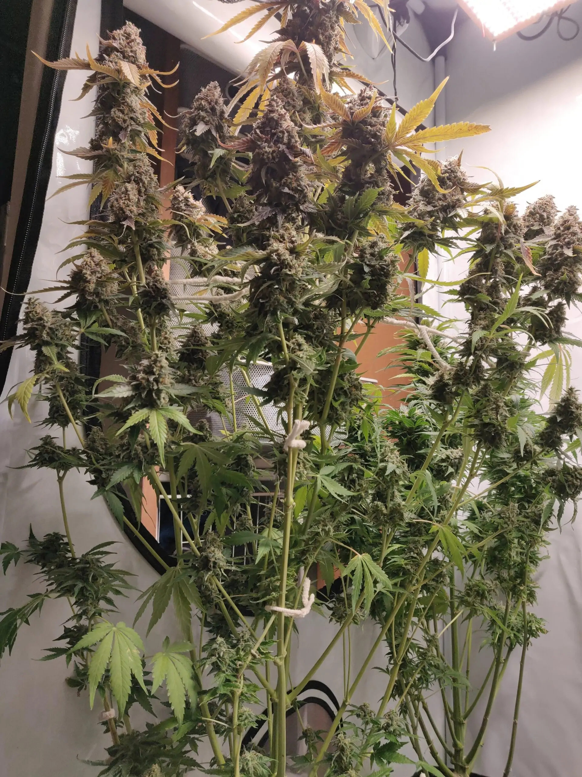 Kush Lowryder Cannabis Seed Master Kush Auto - Image 8