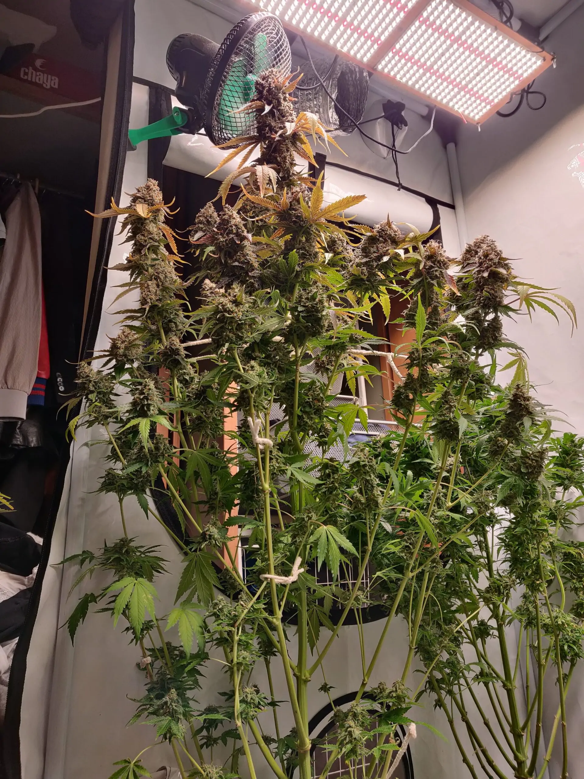 Kush Lowryder Cannabis Seed Master Kush Auto - Image 9