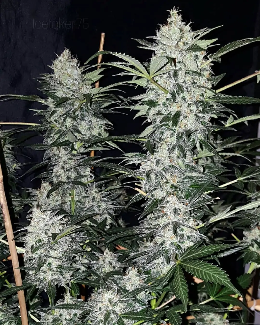 Kush Lowryder Cannabis Seed Master Kush Auto - Image 10