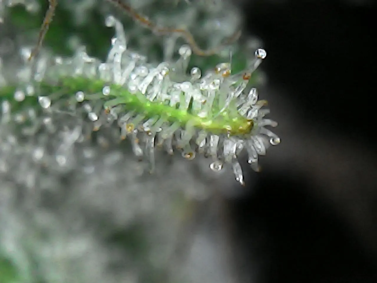 Medicinal Cannabis Seed