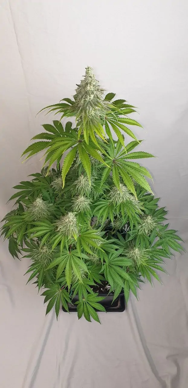 Medicinal Cannabis Seed