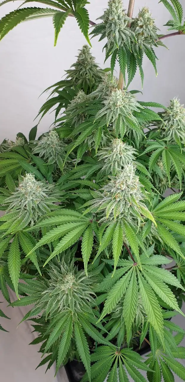 Medicinal Cannabis Seed