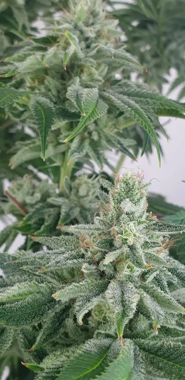 Medicinal Cannabis Seed