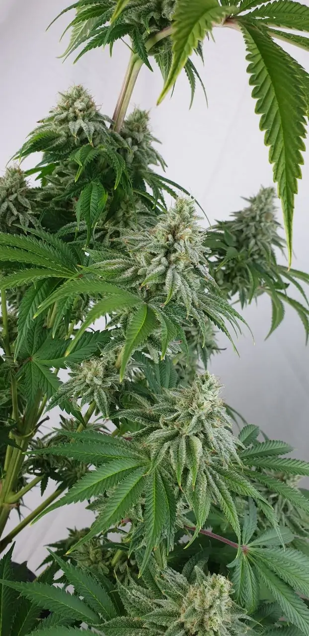 Medicinal Cannabis Seed