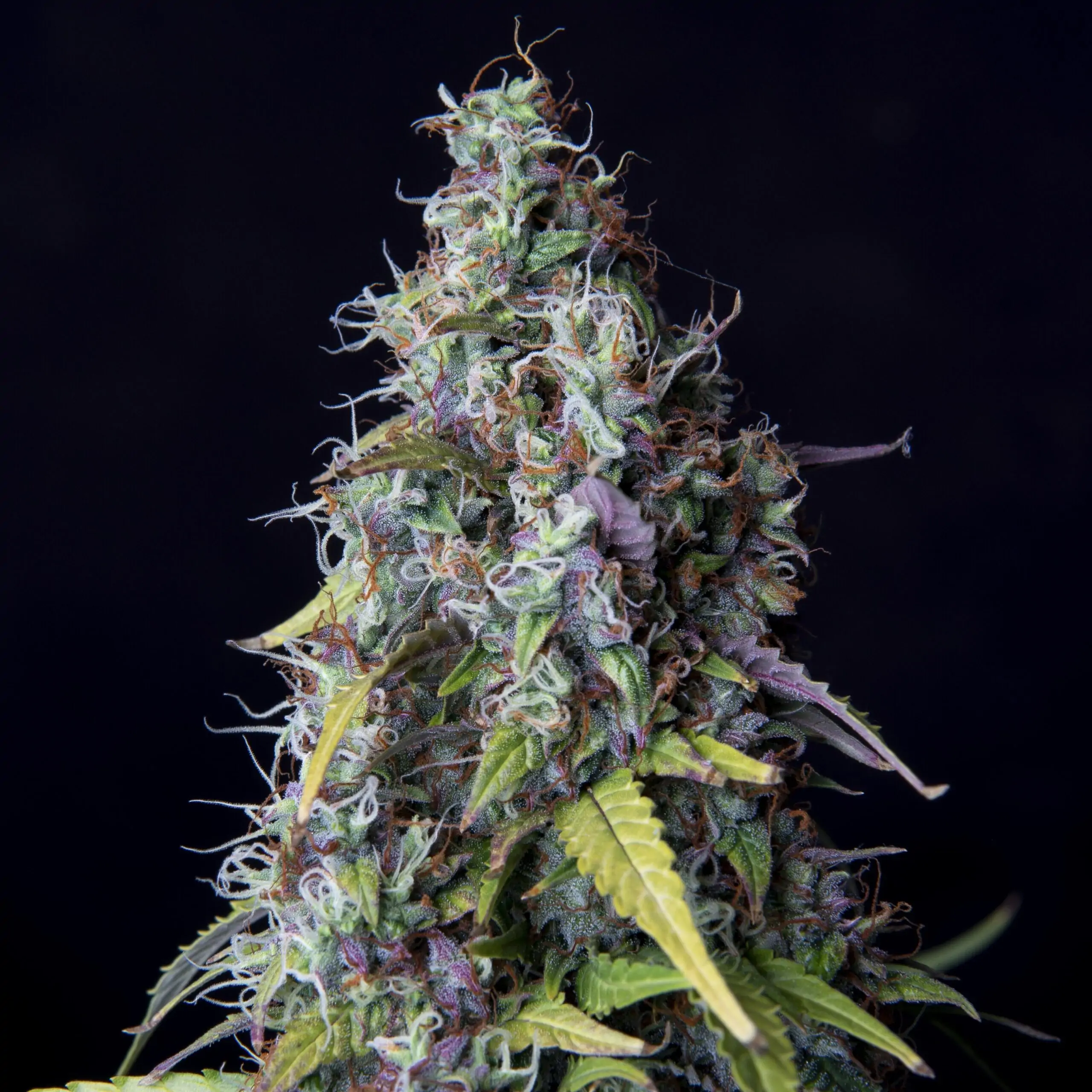 Sativa Cannabis Seed Killer Haze Auto - Image 4