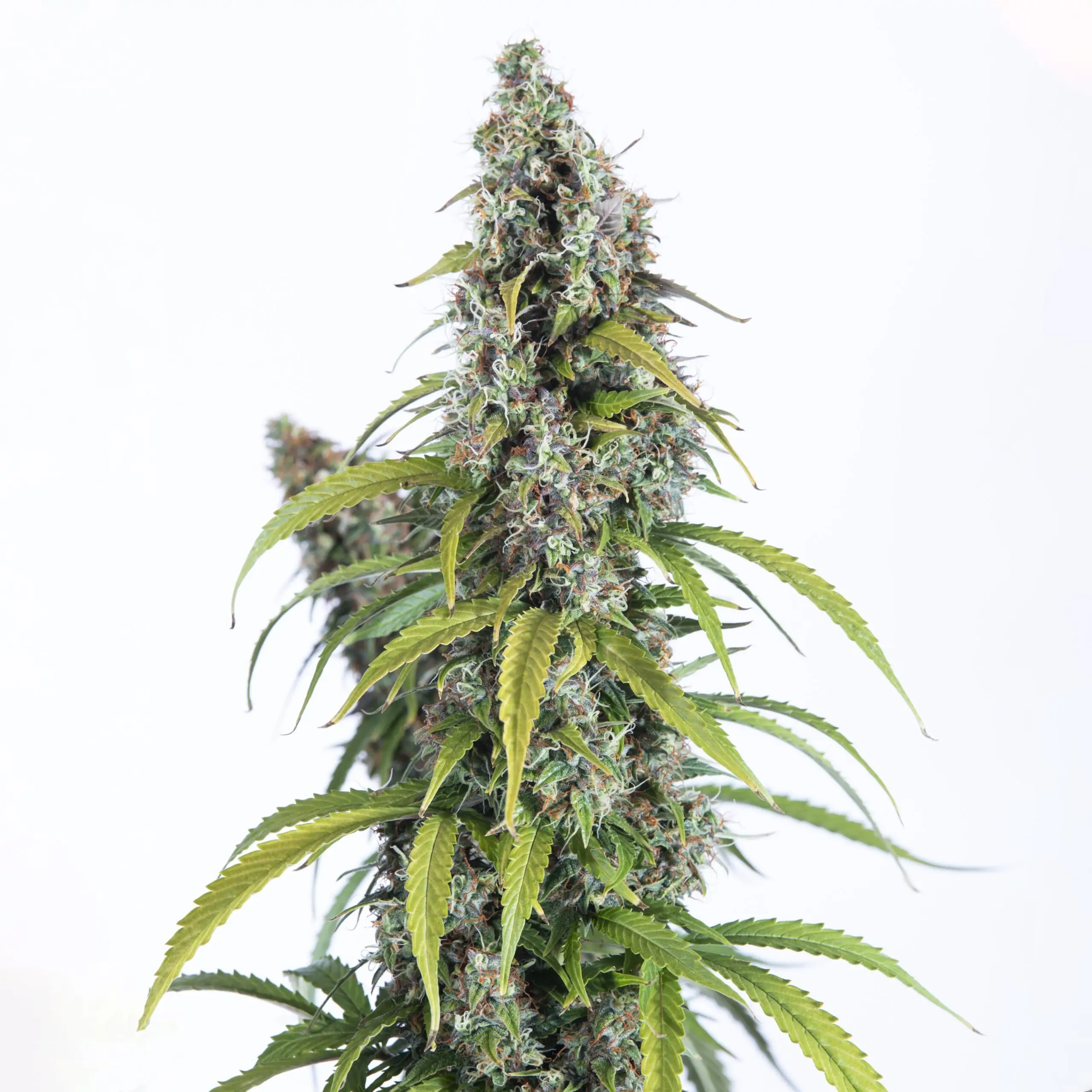 Sativa Cannabis Seed Killer Haze Auto - Image 3