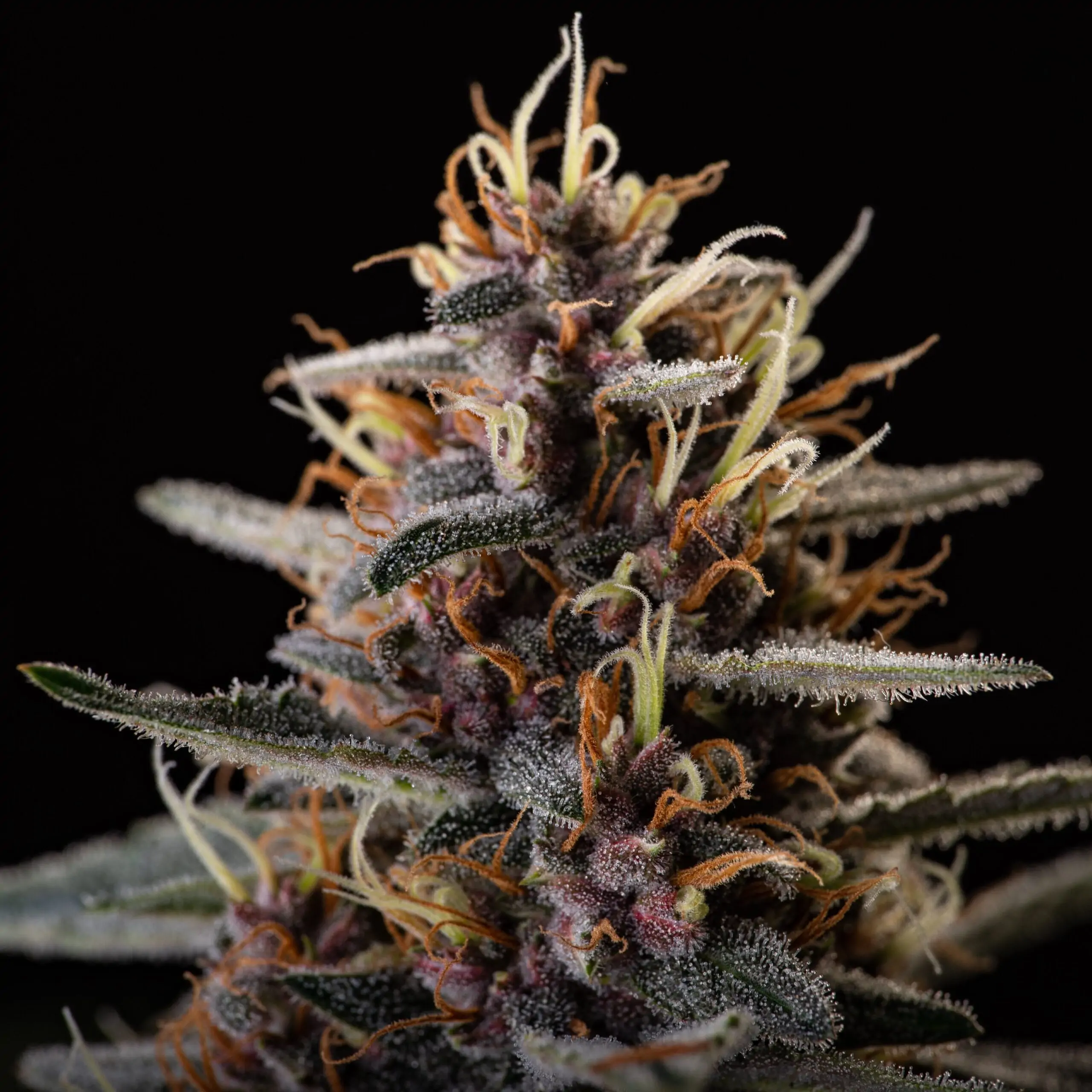 Fruity Cannabis Strain Snow Queen Auto - Image 3