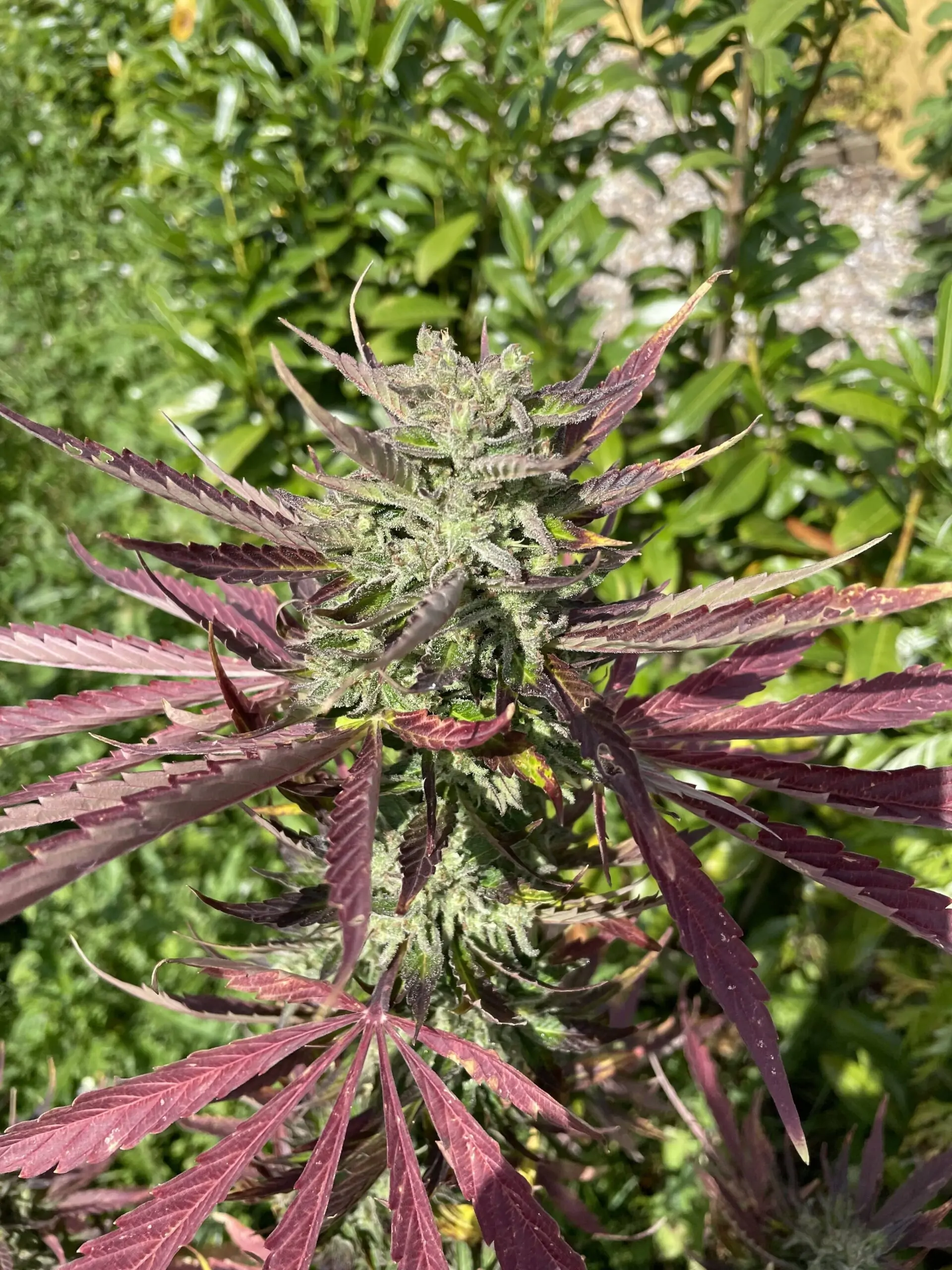 Fruity Cannabis Strain Snow Queen Auto - Image 12