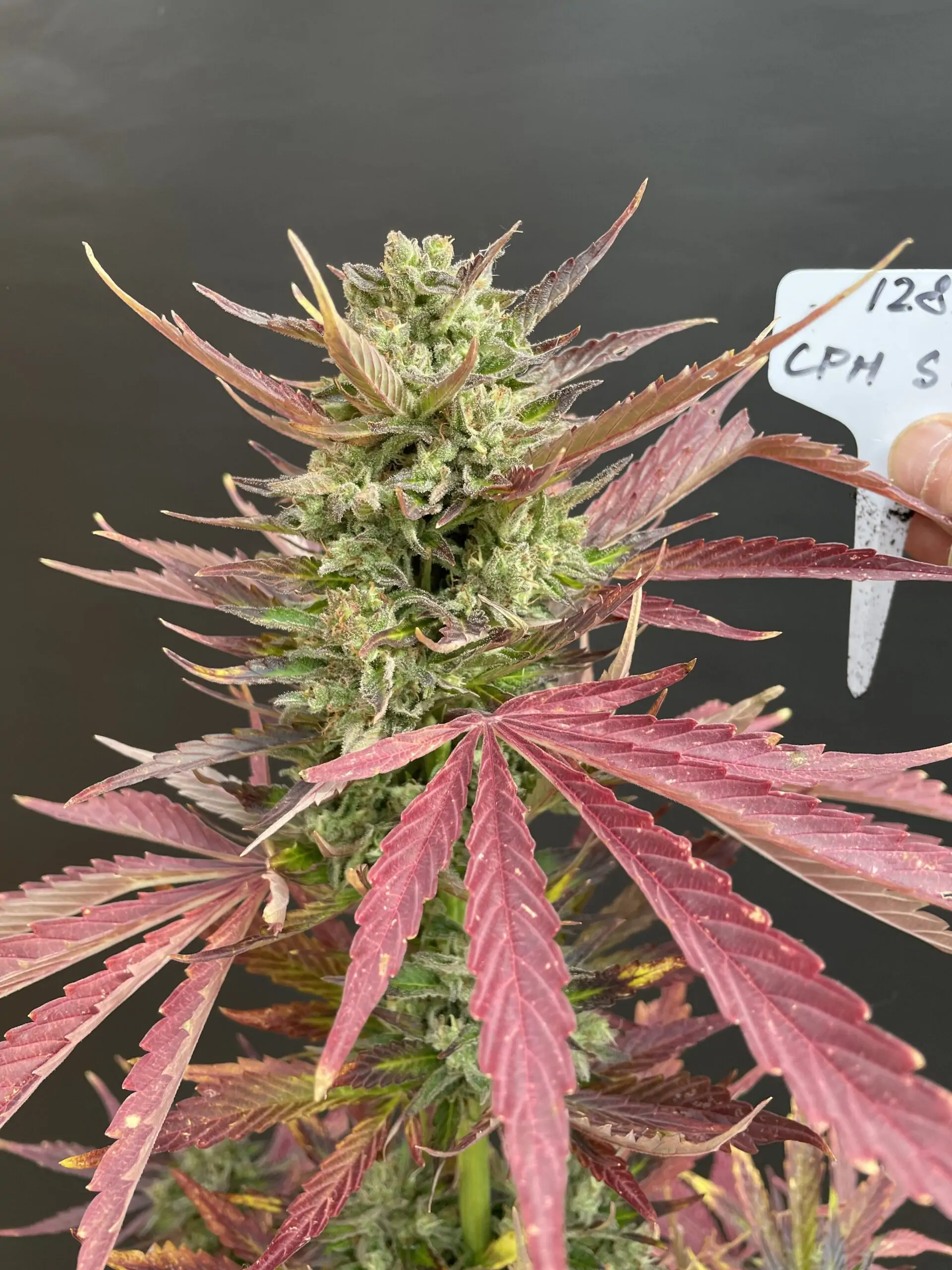 Fruity Cannabis Strain Snow Queen Auto - Image 13