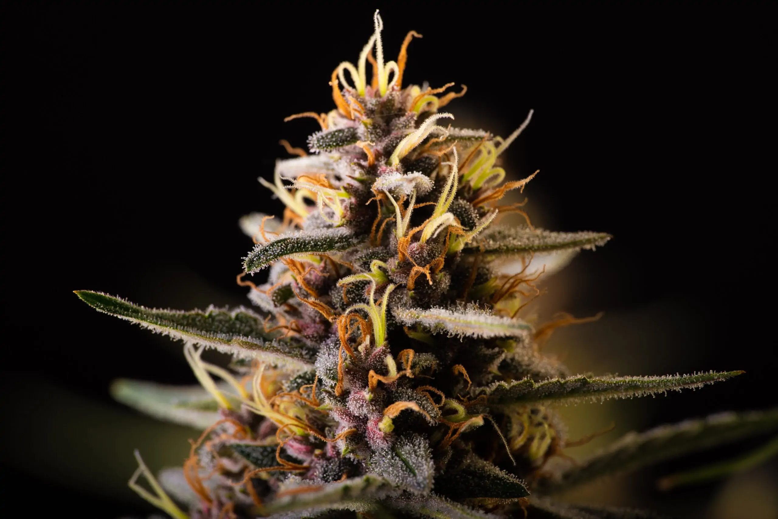Fruity Cannabis Strain Snow Queen Auto - Image 4