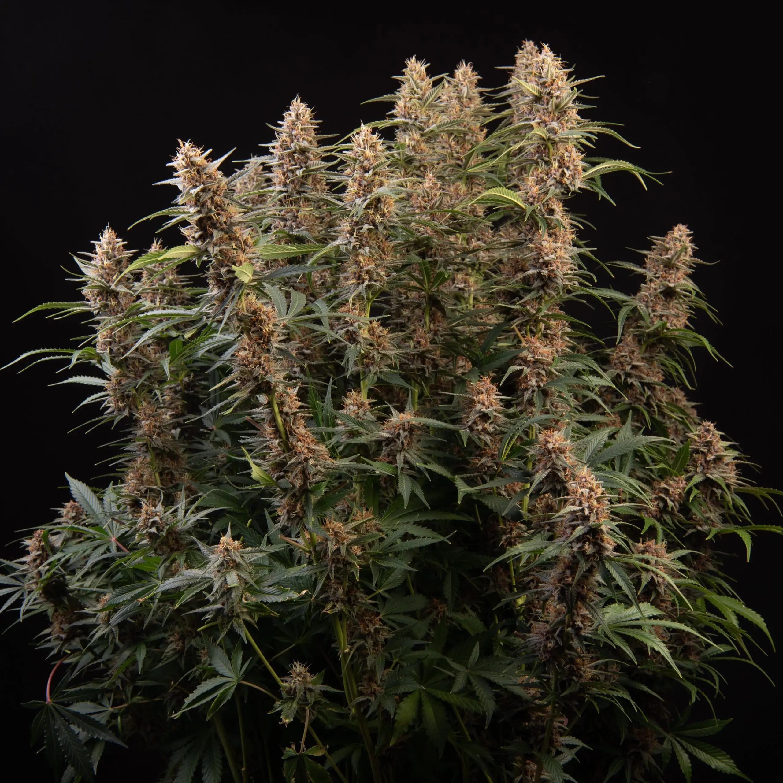 Fruity Cannabis Strain Snow Queen Auto - Image 5