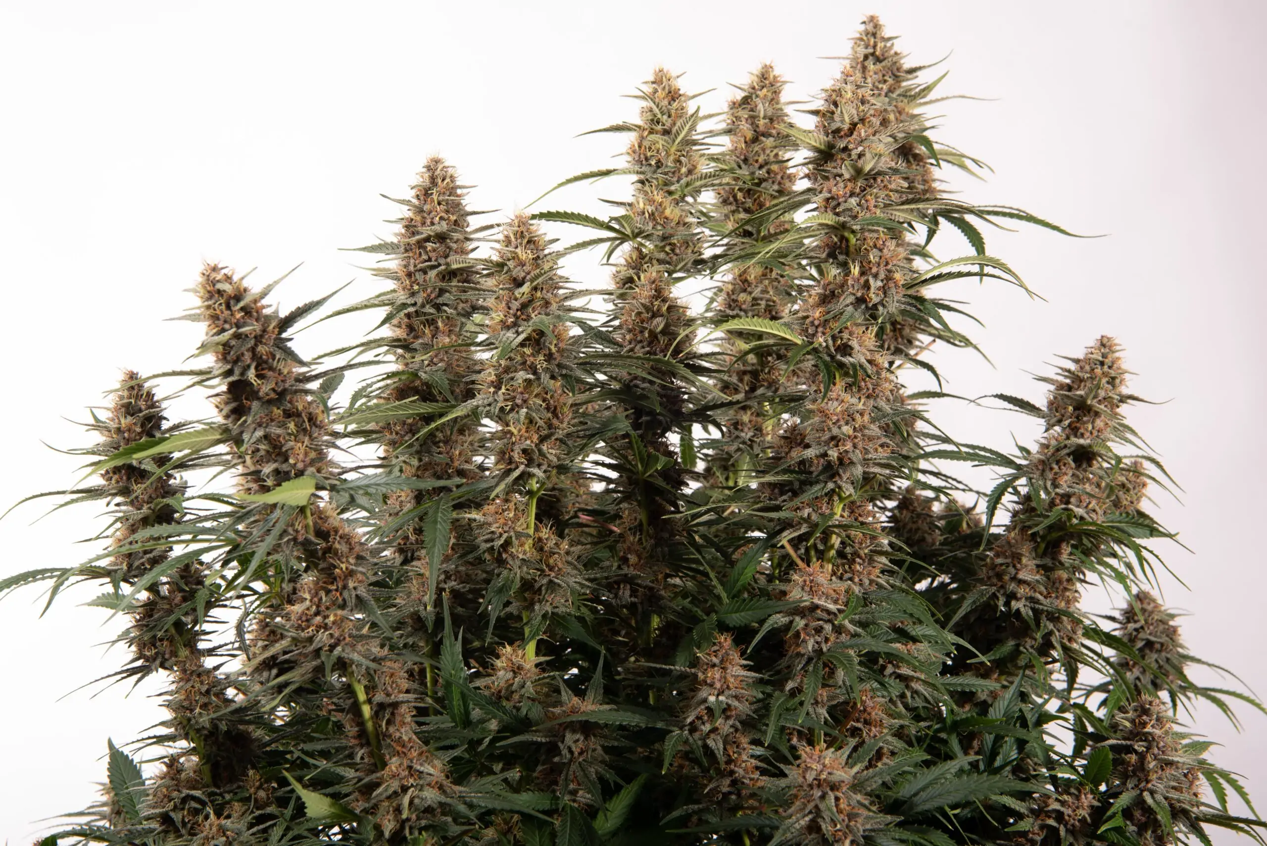 Fruity Cannabis Strain Snow Queen Auto - Image 6