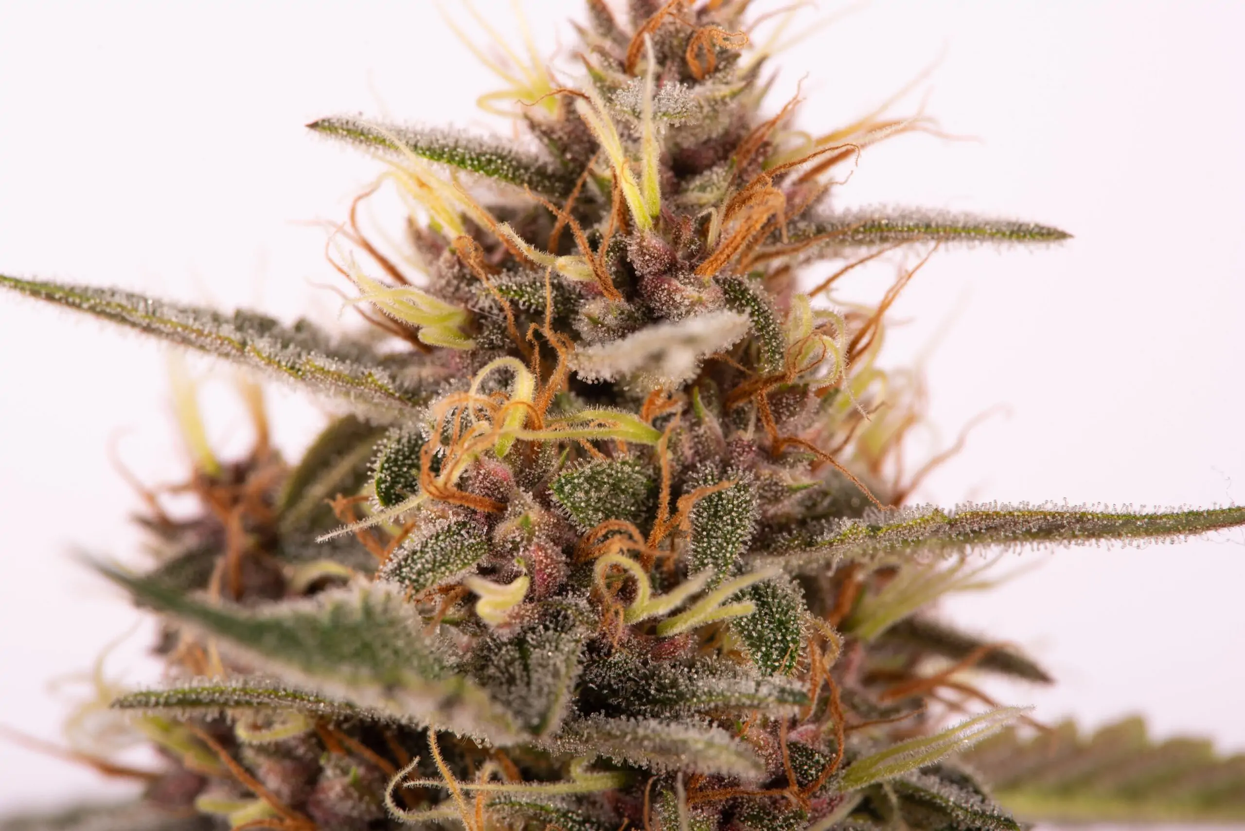 Fruity Cannabis Strain Snow Queen Auto - Image 7