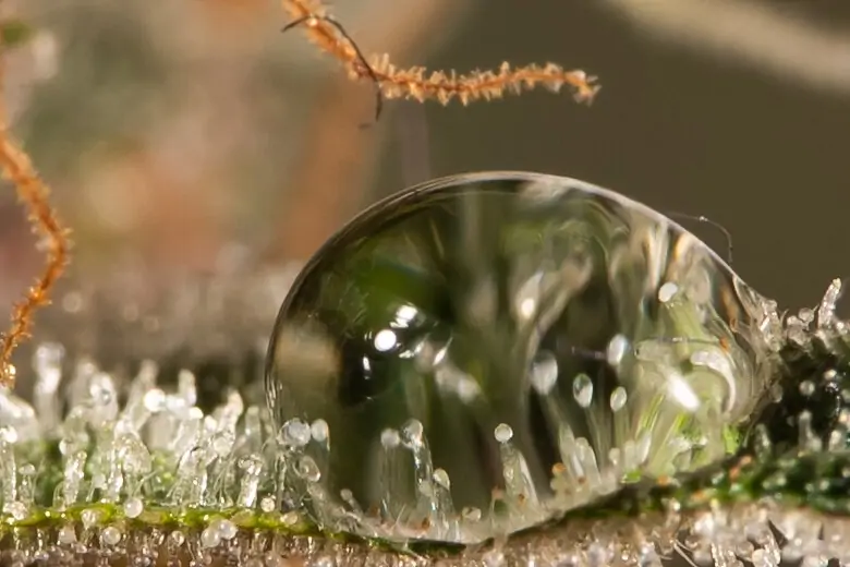 Fruity Cannabis Strain Snow Queen Auto - Image 8