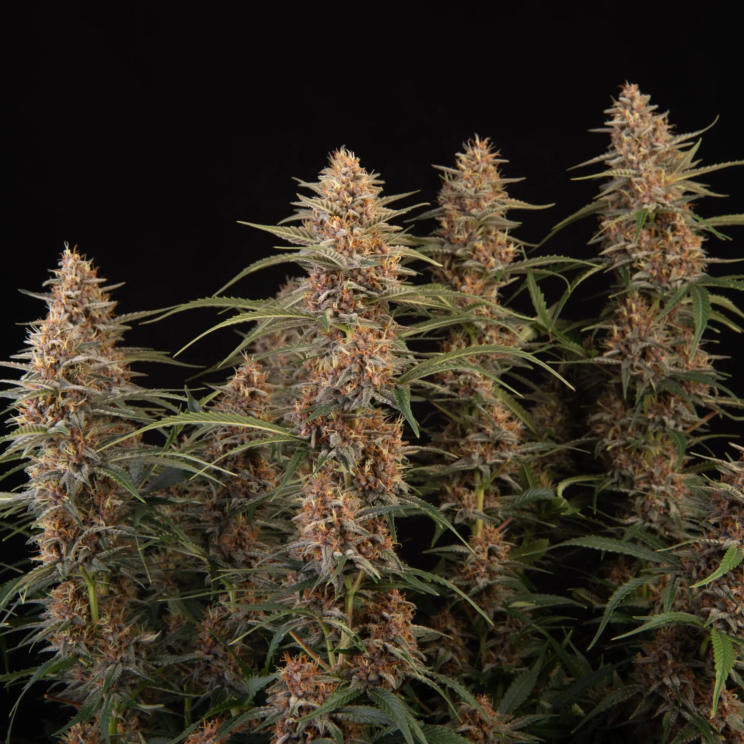 Fruity Cannabis Strain Snow Queen Auto - Image 9