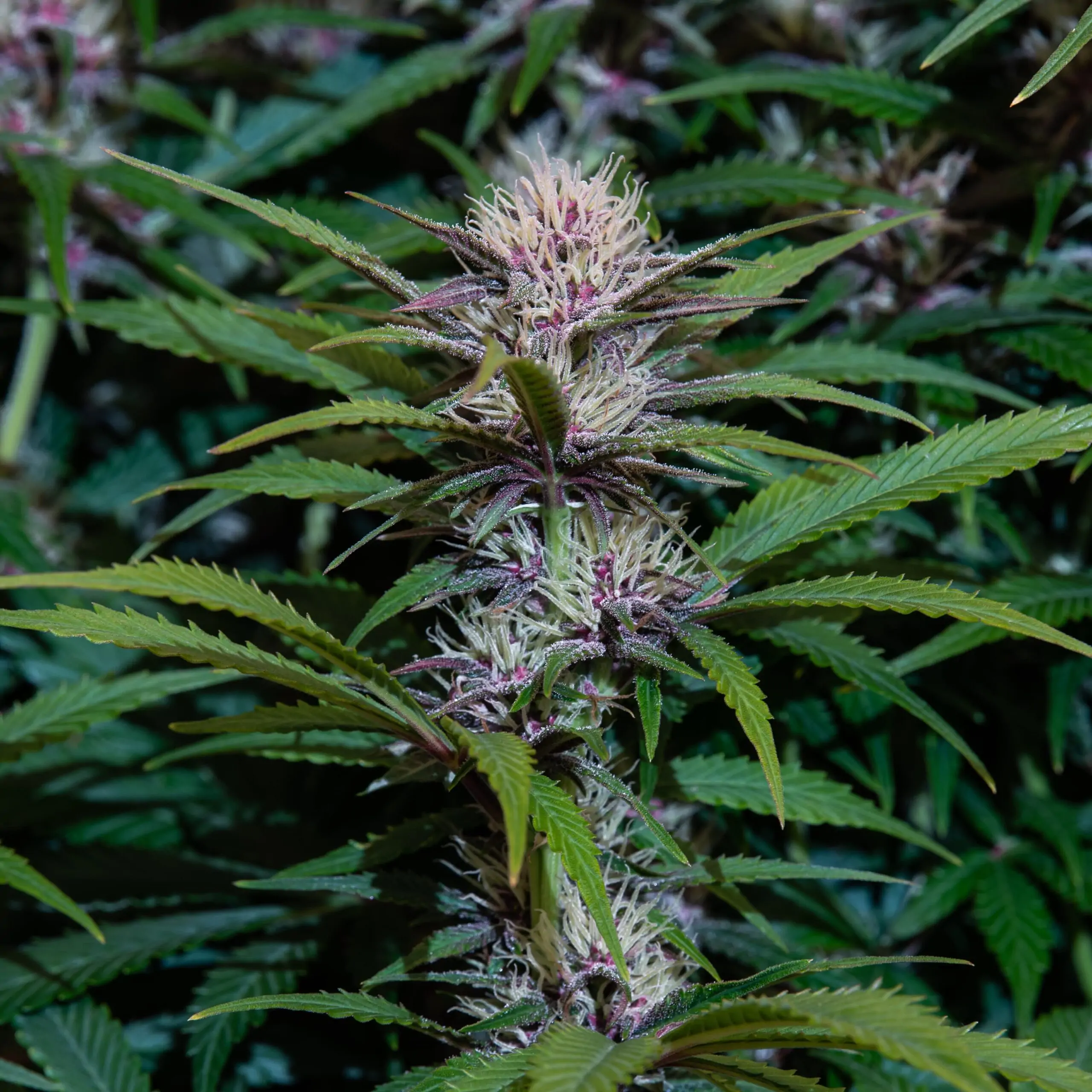 Fruity Cannabis Strain Snow Queen Auto - Image 10