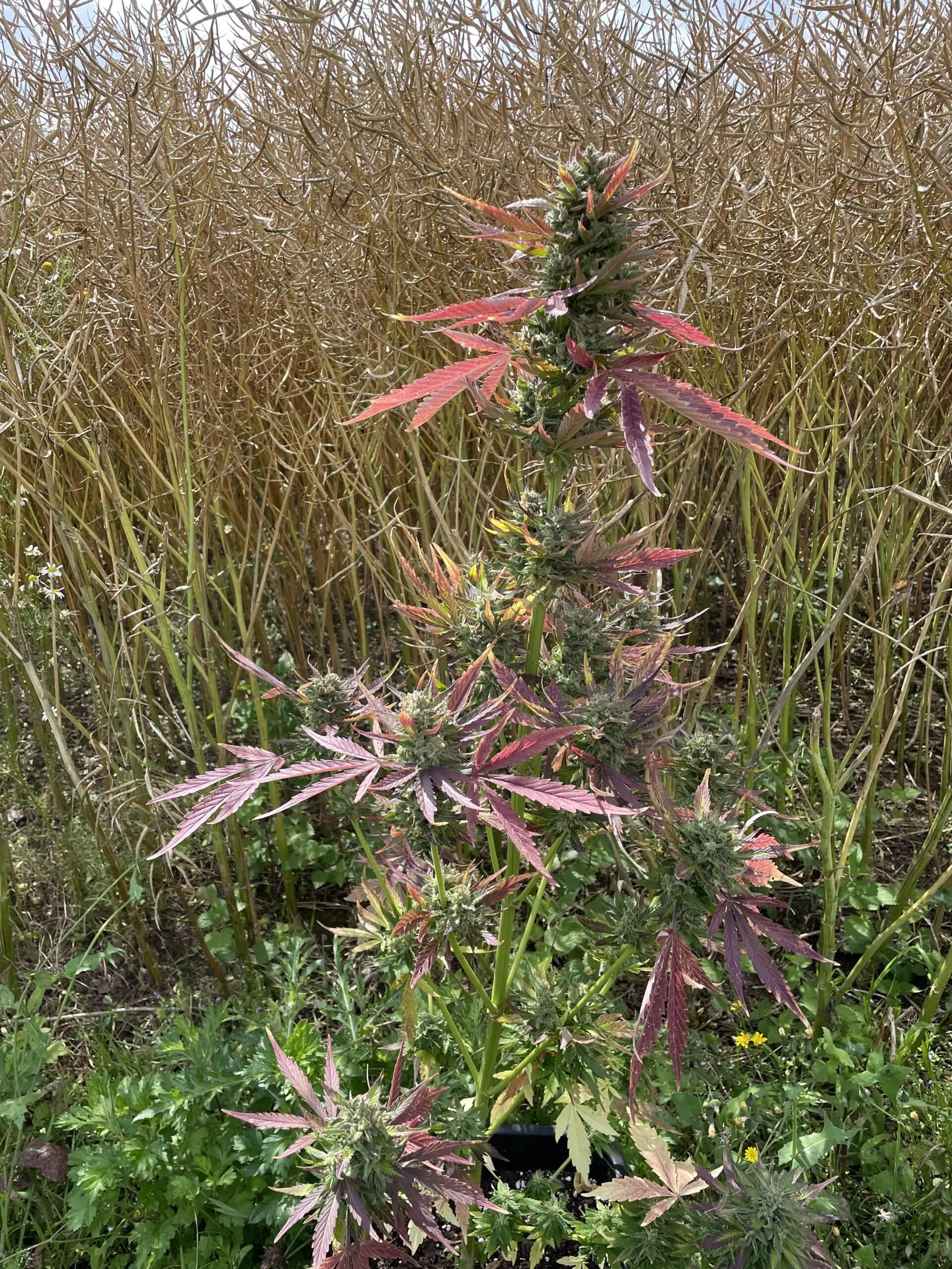 Fruity Cannabis Strain Snow Queen Auto - Image 11