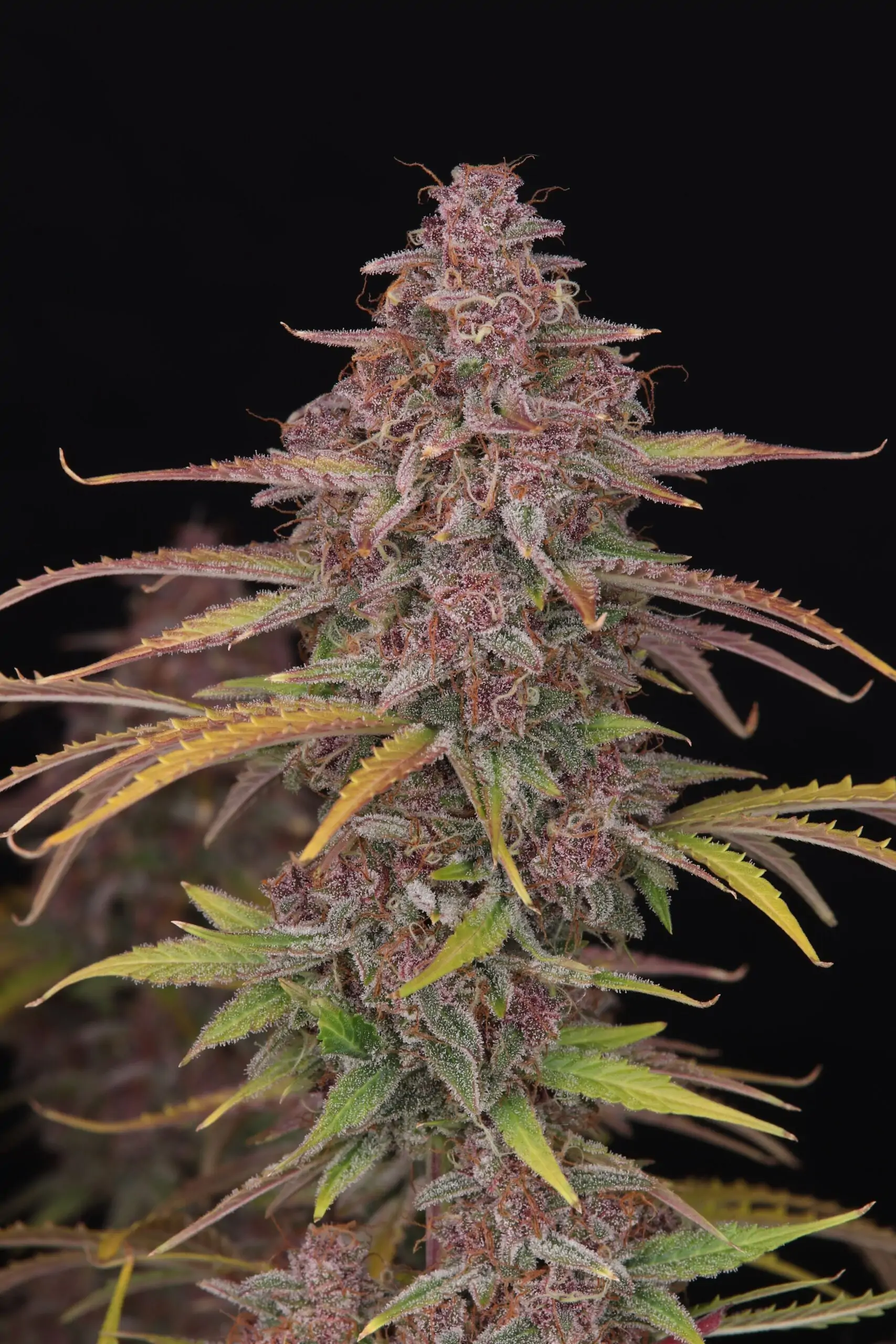 Strawberry Zkittlez – Feminized Autoflower seeds - Image 3