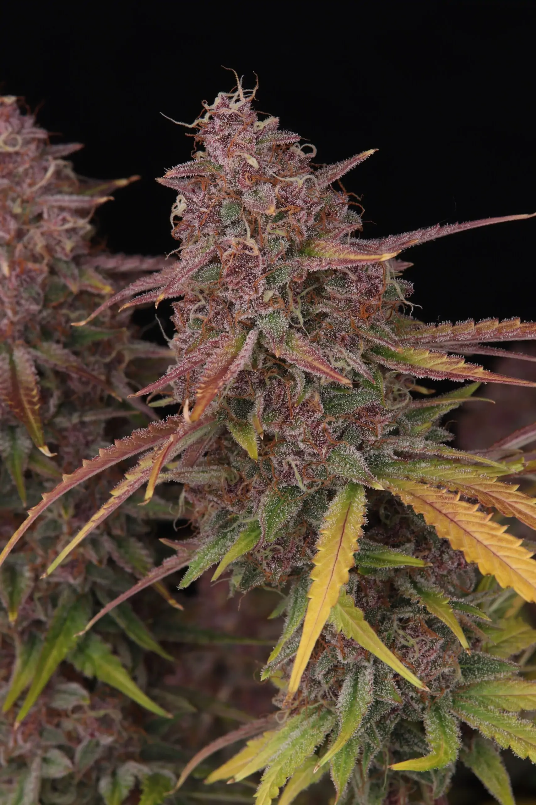 Strawberry Zkittlez – Feminized Autoflower seeds - Image 4