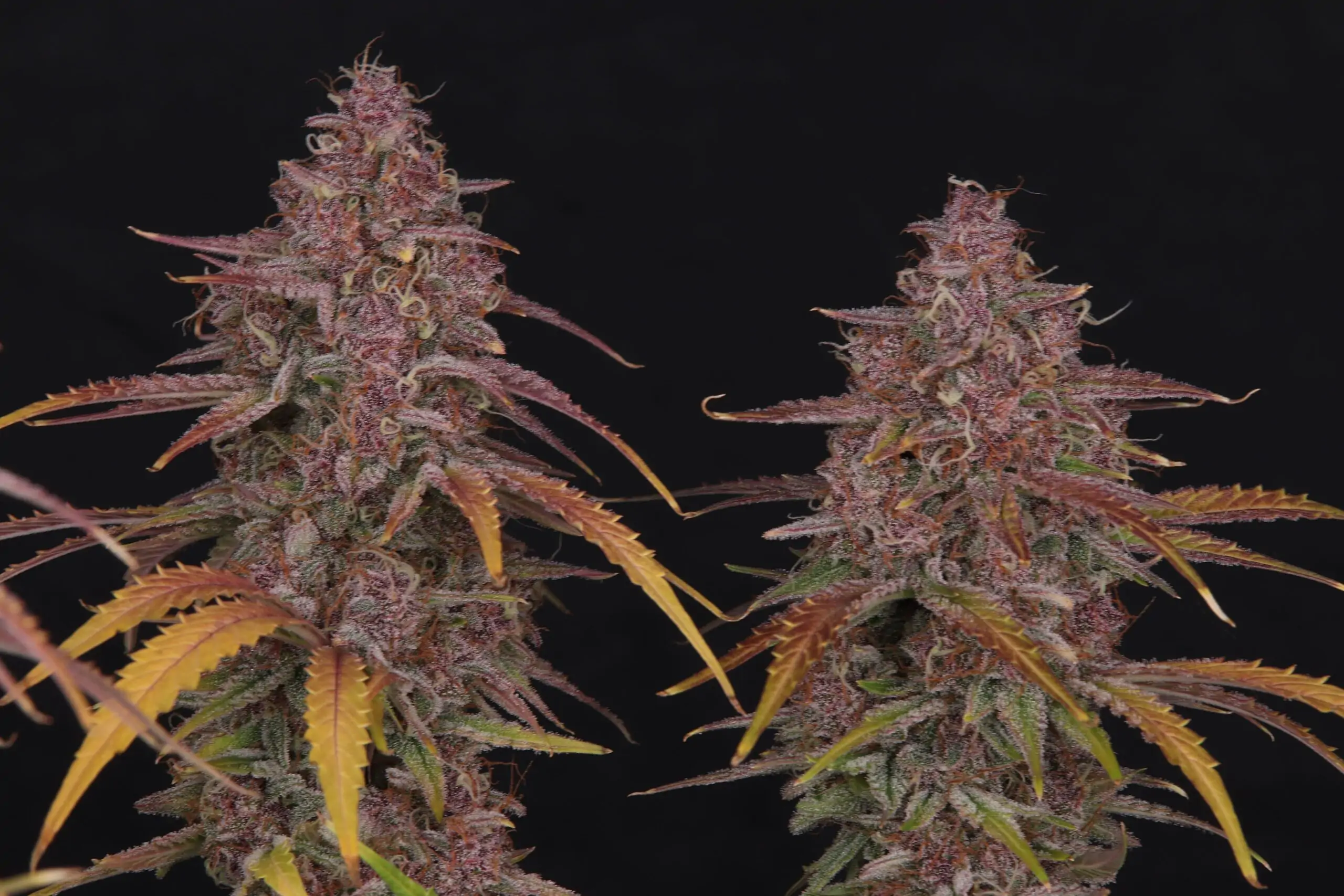 Strawberry Zkittlez – Feminized Autoflower seeds - Image 5
