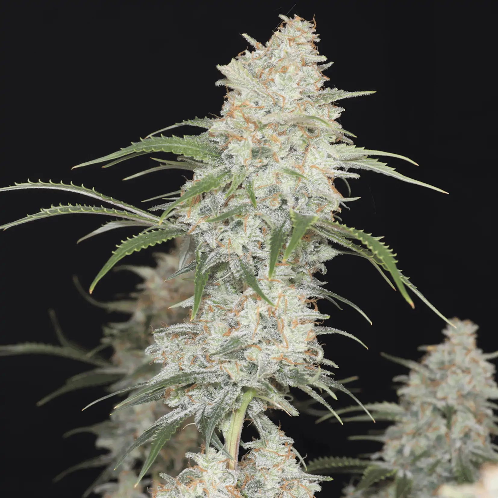 Trichomes on Weed: What, Why, and How - Sensi Seeds