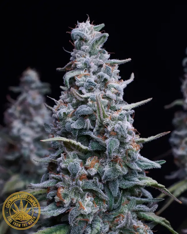 Sativa Cannabis “Tropical Snow “