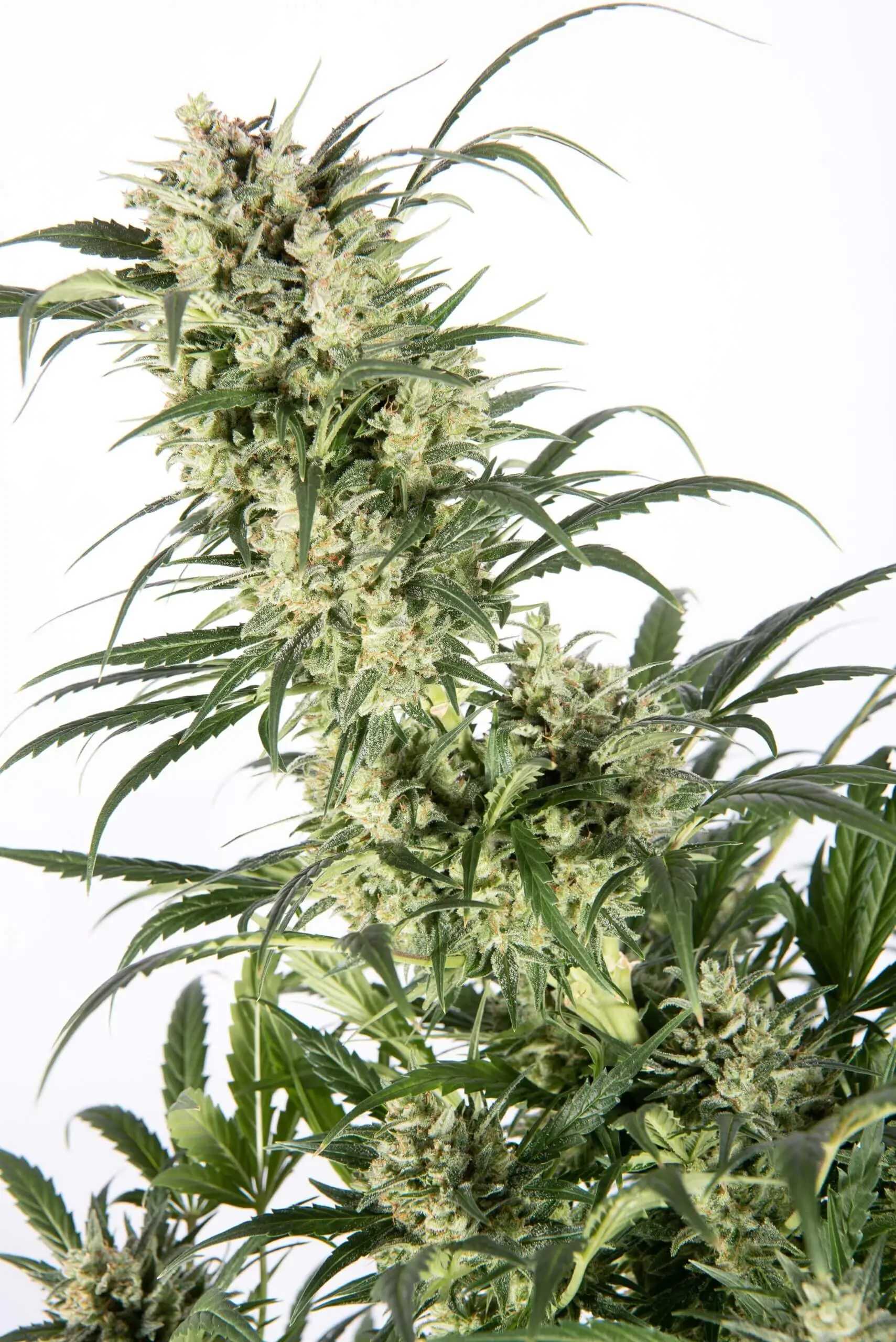White Widow Seed Copenhagen Butter Auto - Image 3