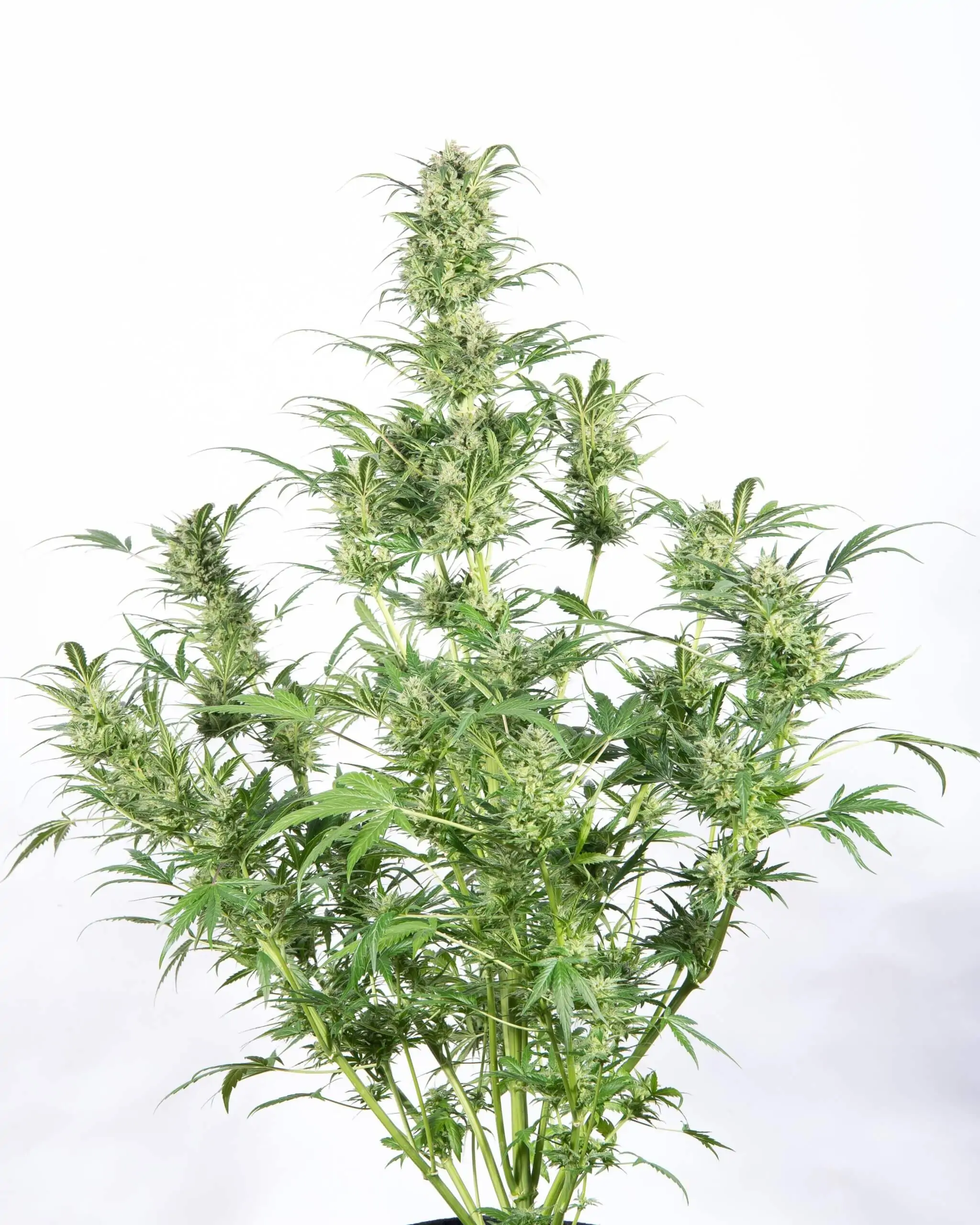 White Widow Seed Copenhagen Butter Auto - Image 4