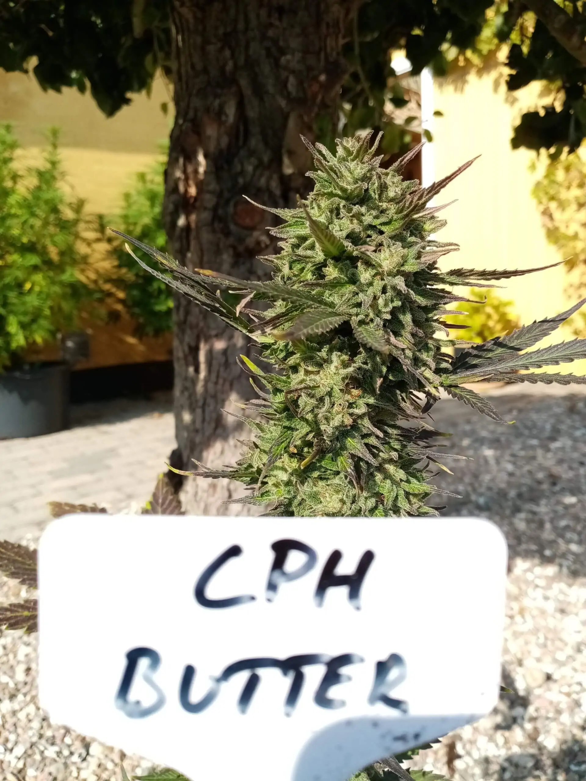 White Widow Seed Copenhagen Butter Auto - Image 5