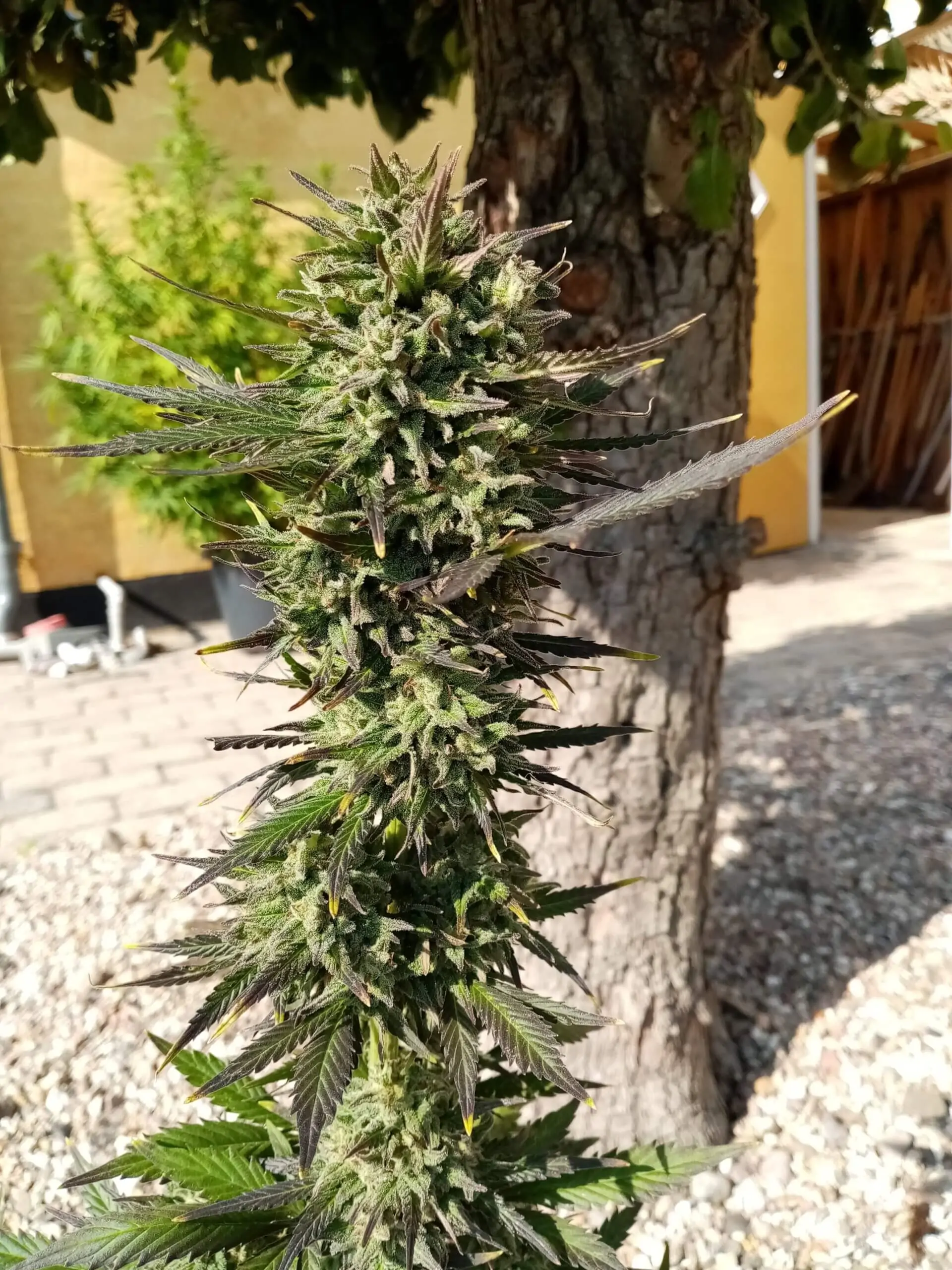 White Widow Seed Copenhagen Butter Auto - Image 6