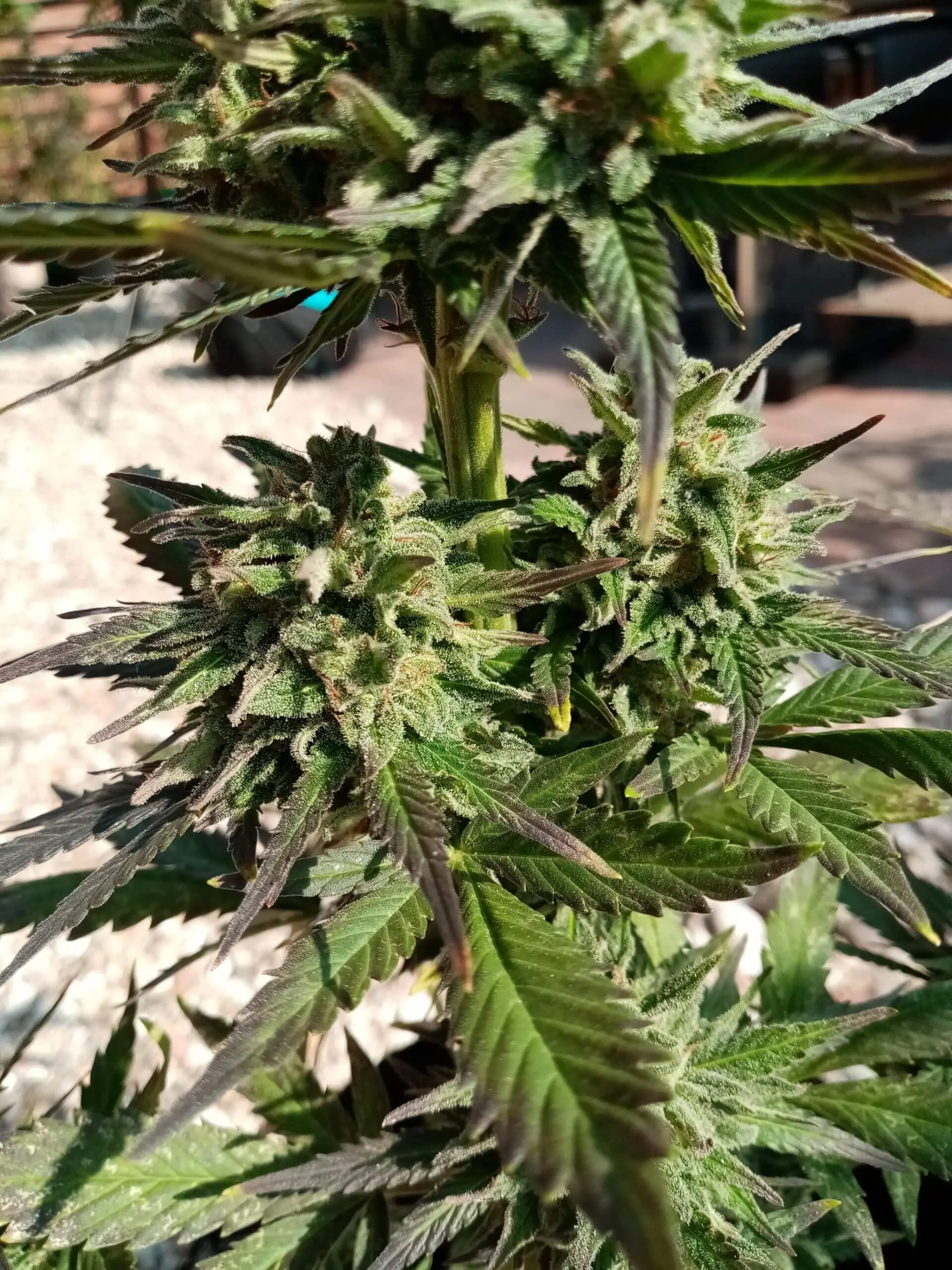 White Widow Seed Copenhagen Butter Auto - Image 7