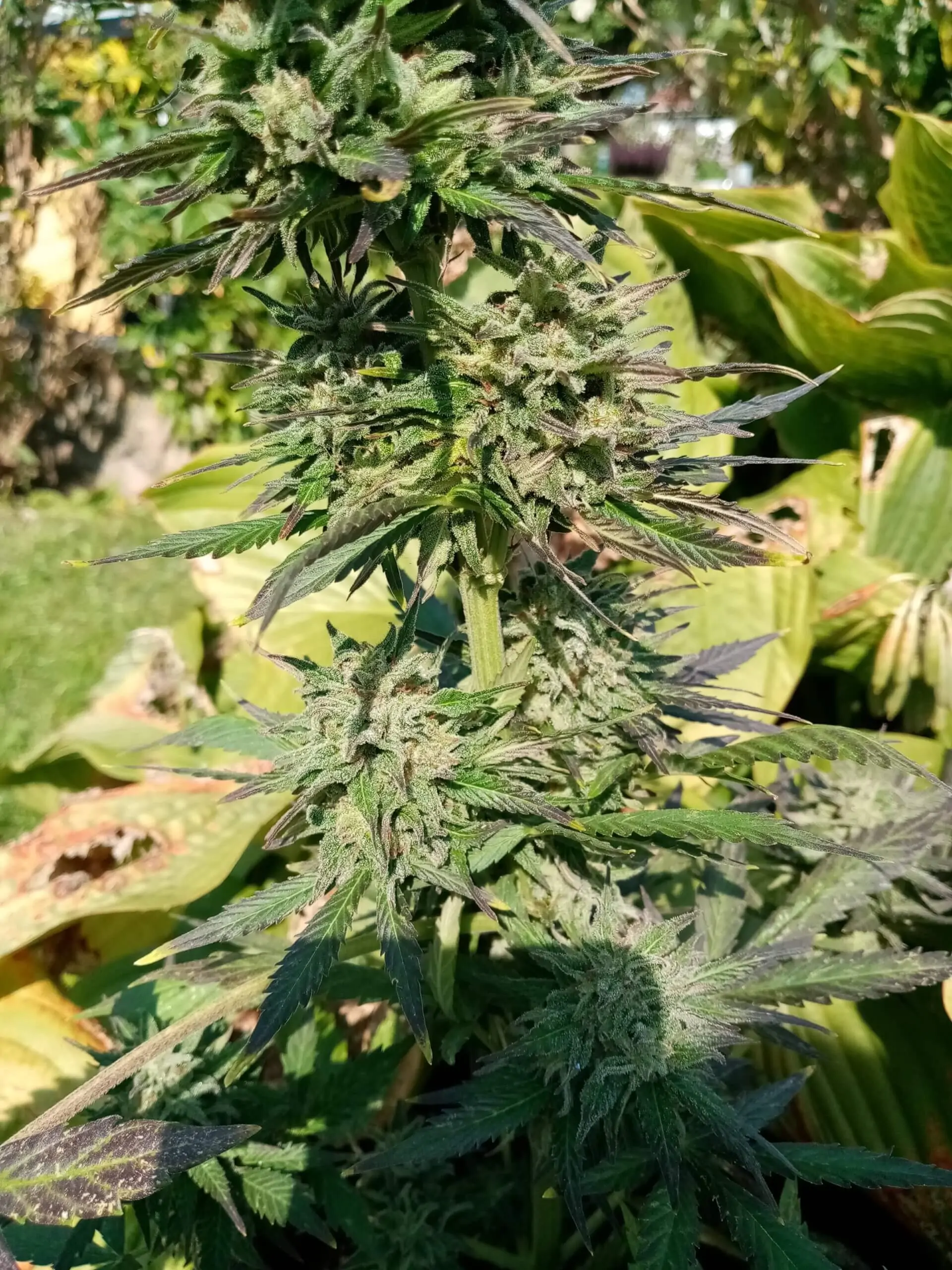 White Widow Seed Copenhagen Butter Auto - Image 8