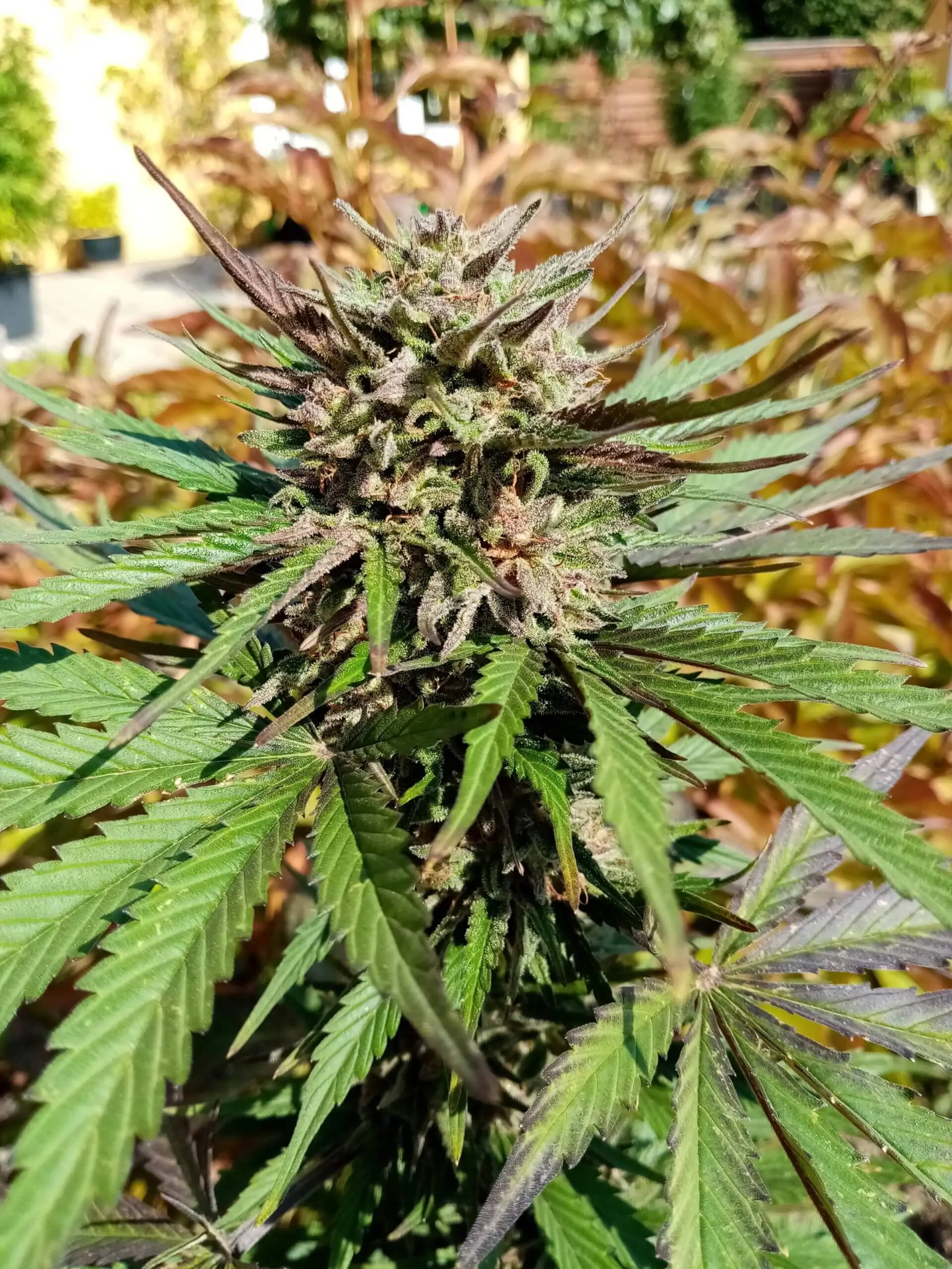brutalis-feminiseret-autoflower-3