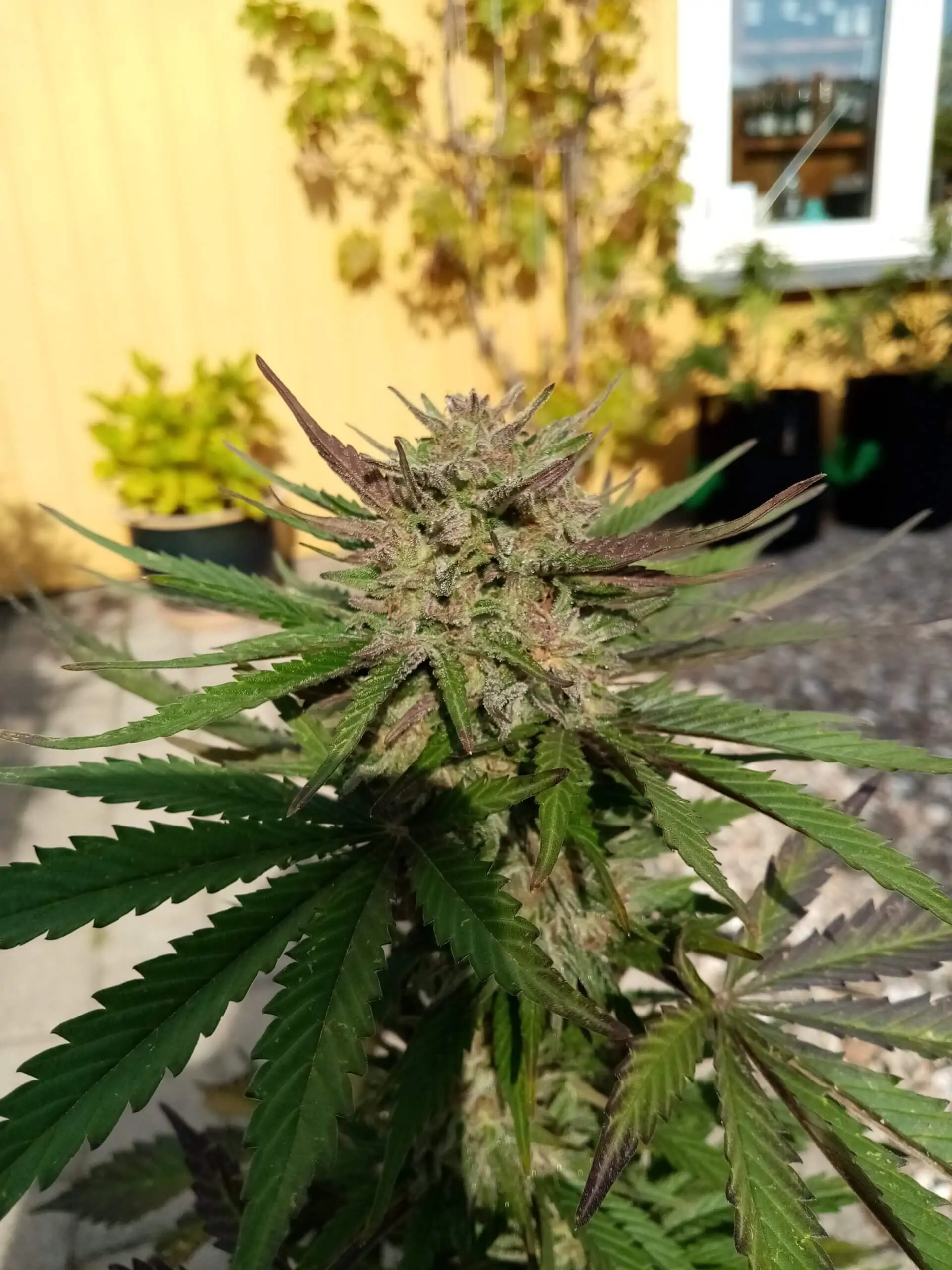 brutalis-feminiseret-autoflower-5