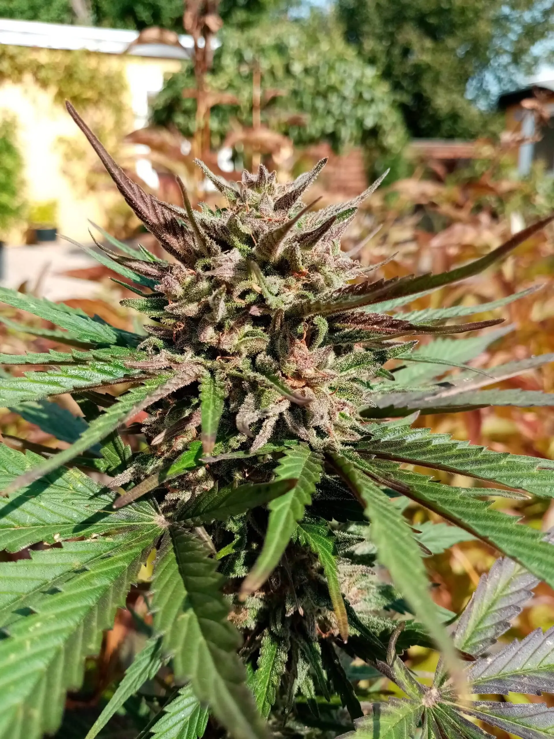 brutalis-feminiseret-autoflower-7
