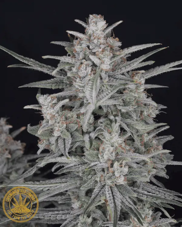 Candy Floss – Sour Diesel Autoflower Seeds