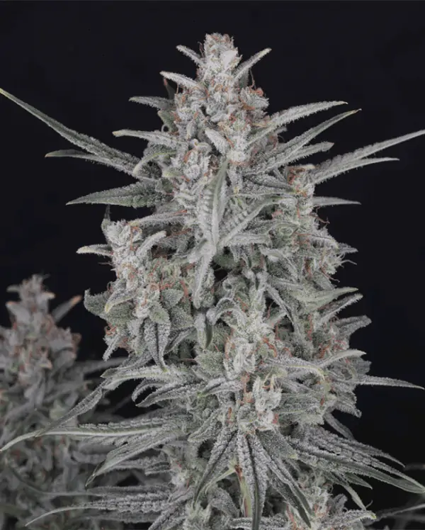 Candy Floss – Sour Diesel Autoflower Seeds