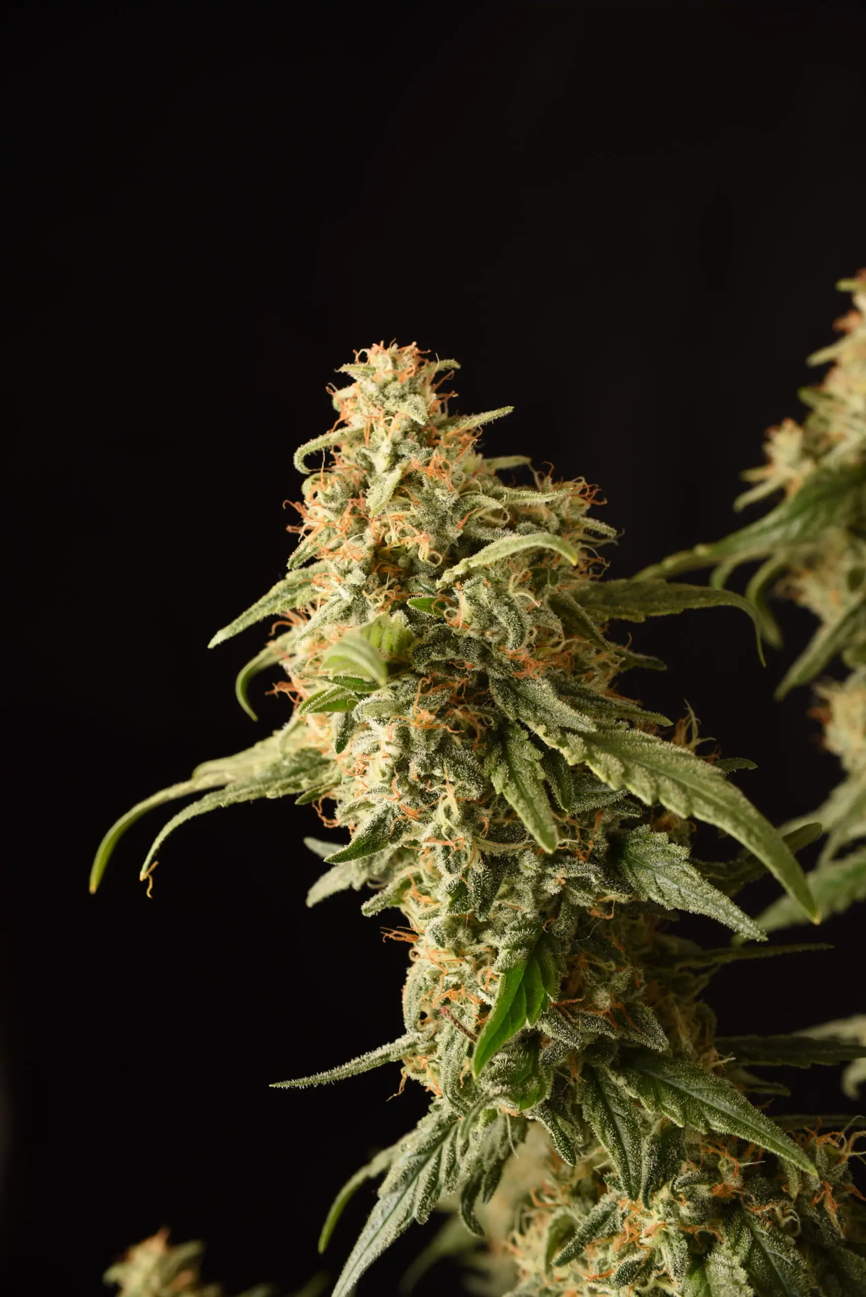 Sativa Cannabis “Tropical Snow “ - Image 3