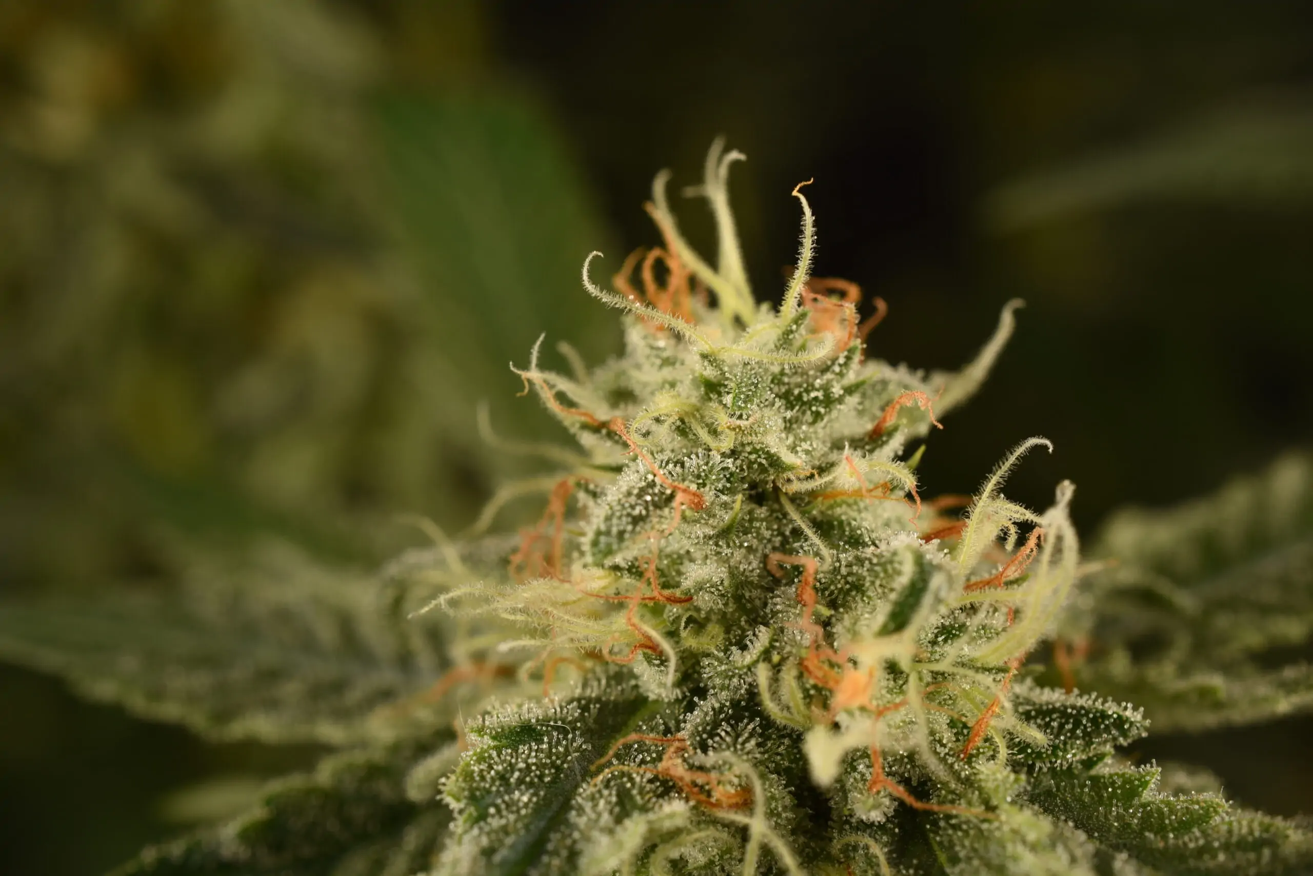 Sativa Cannabis “Tropical Snow “ - Image 4