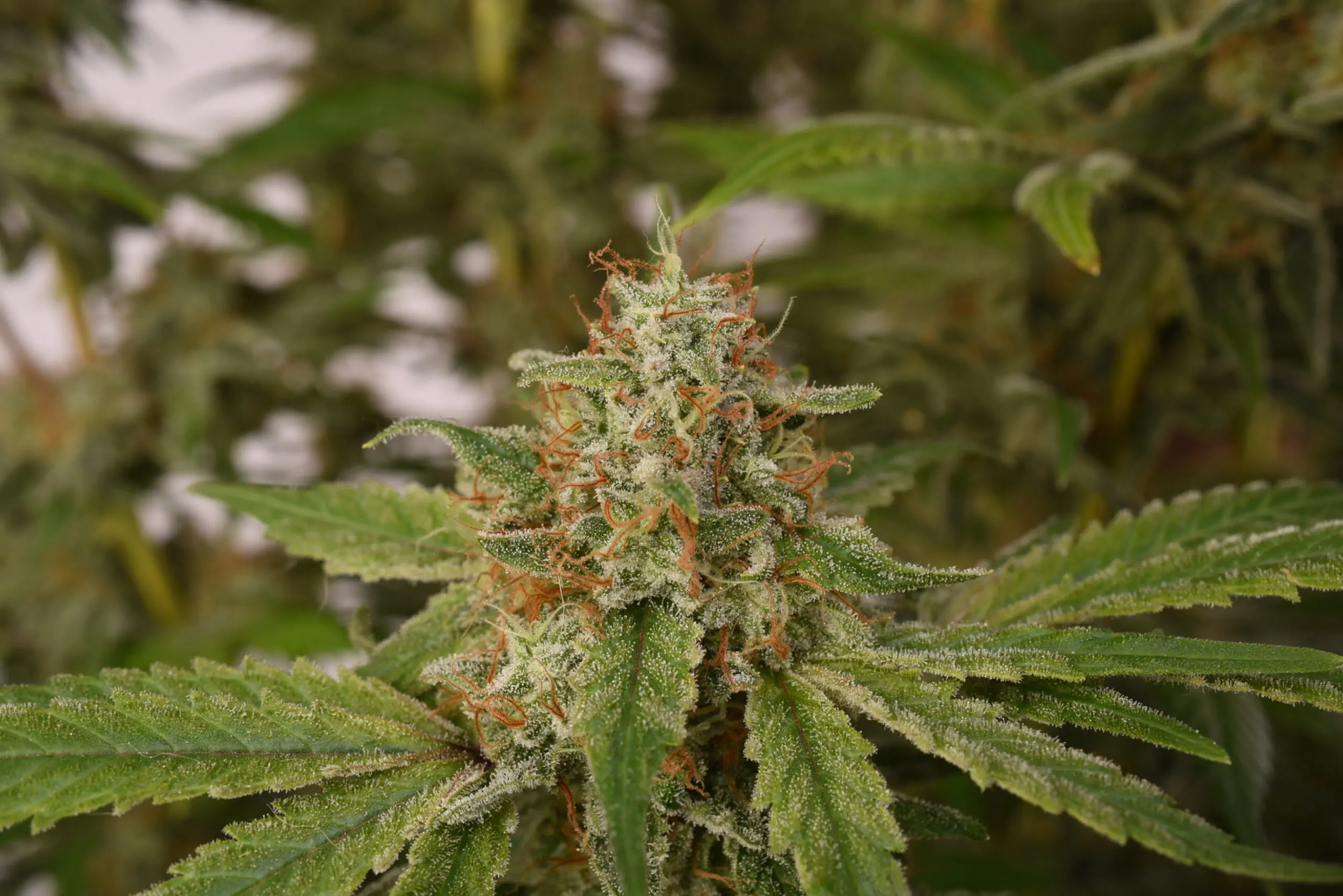 Sativa Cannabis “Tropical Snow “ - Image 5