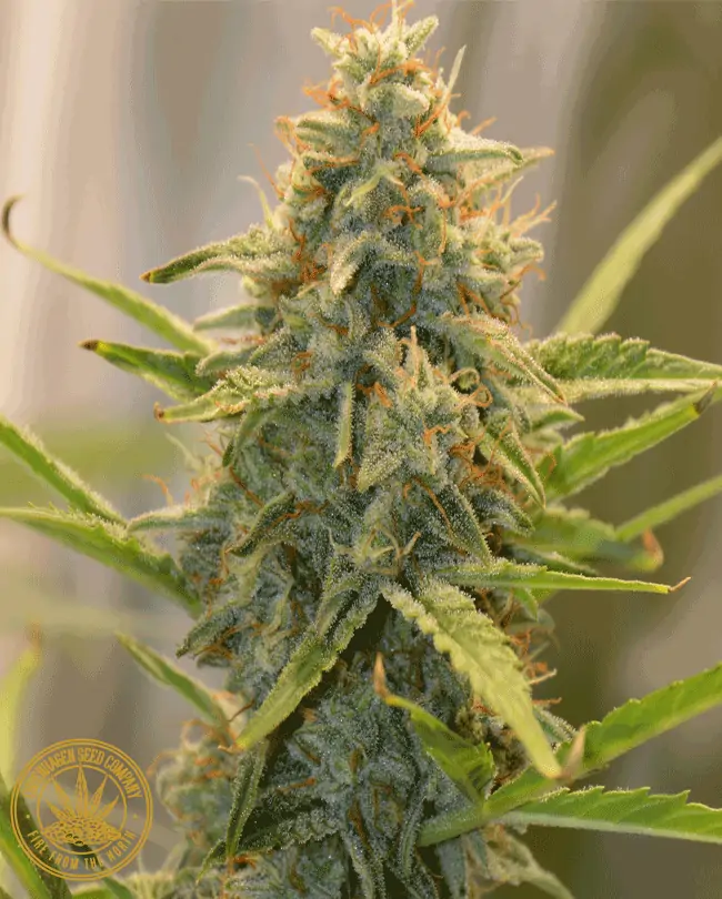 CBD XXL – CBD SEEDS WITH HIGH YIELD