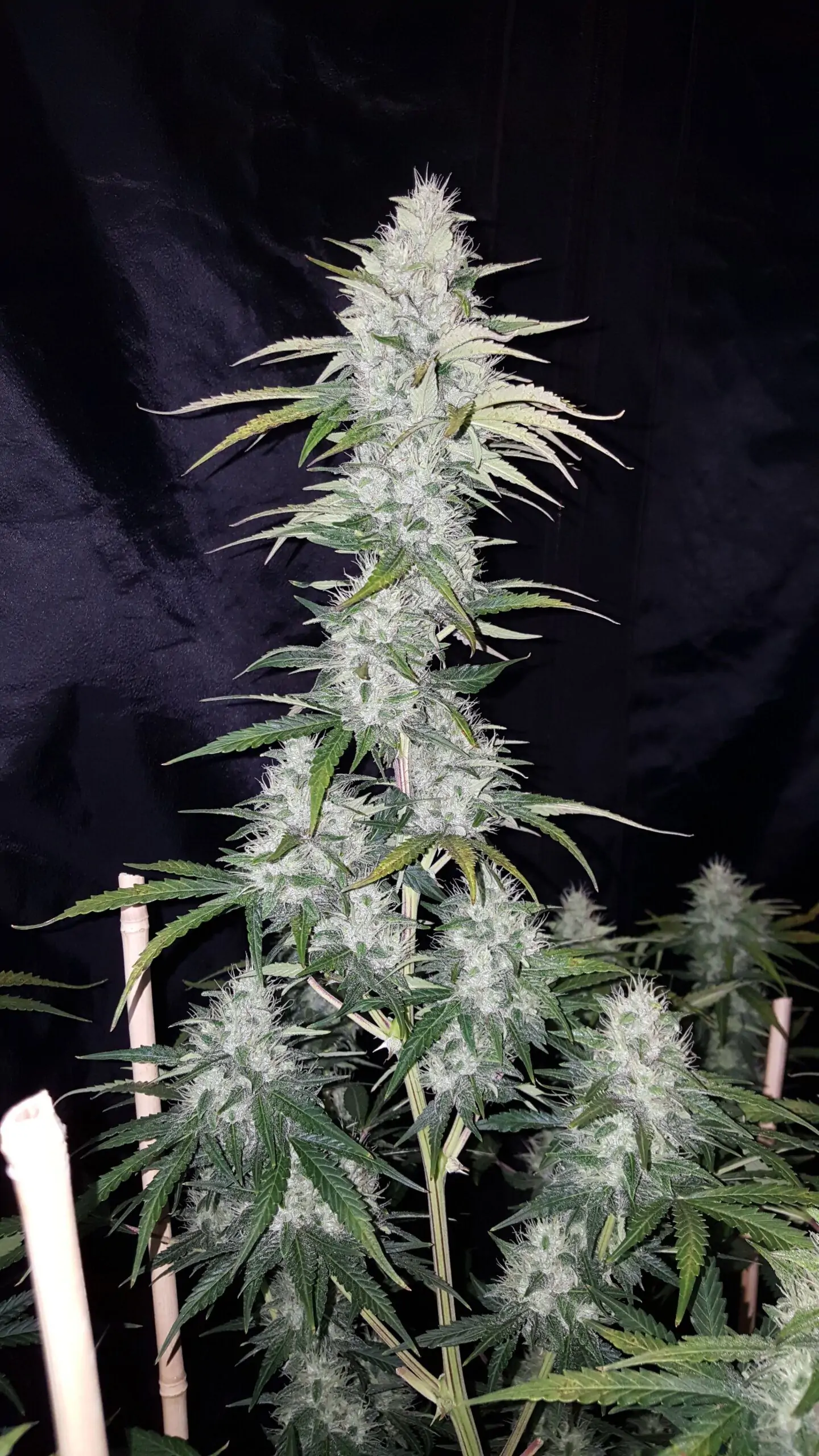 Fruity Cannabis Seed “Critical 2.0 Auto” - Image 3
