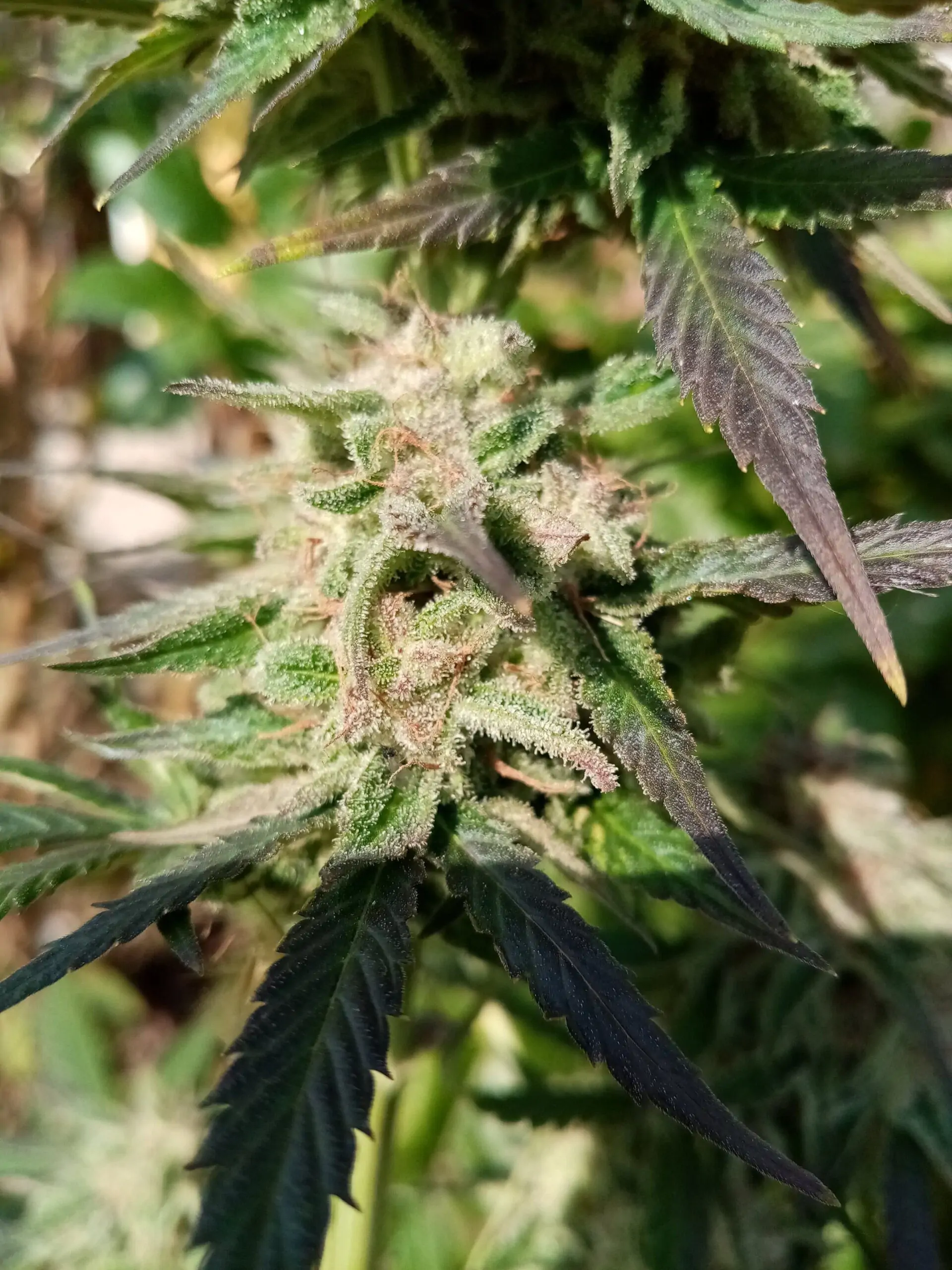 Fruity Cannabis Seed “Critical 2.0 Auto” - Image 11
