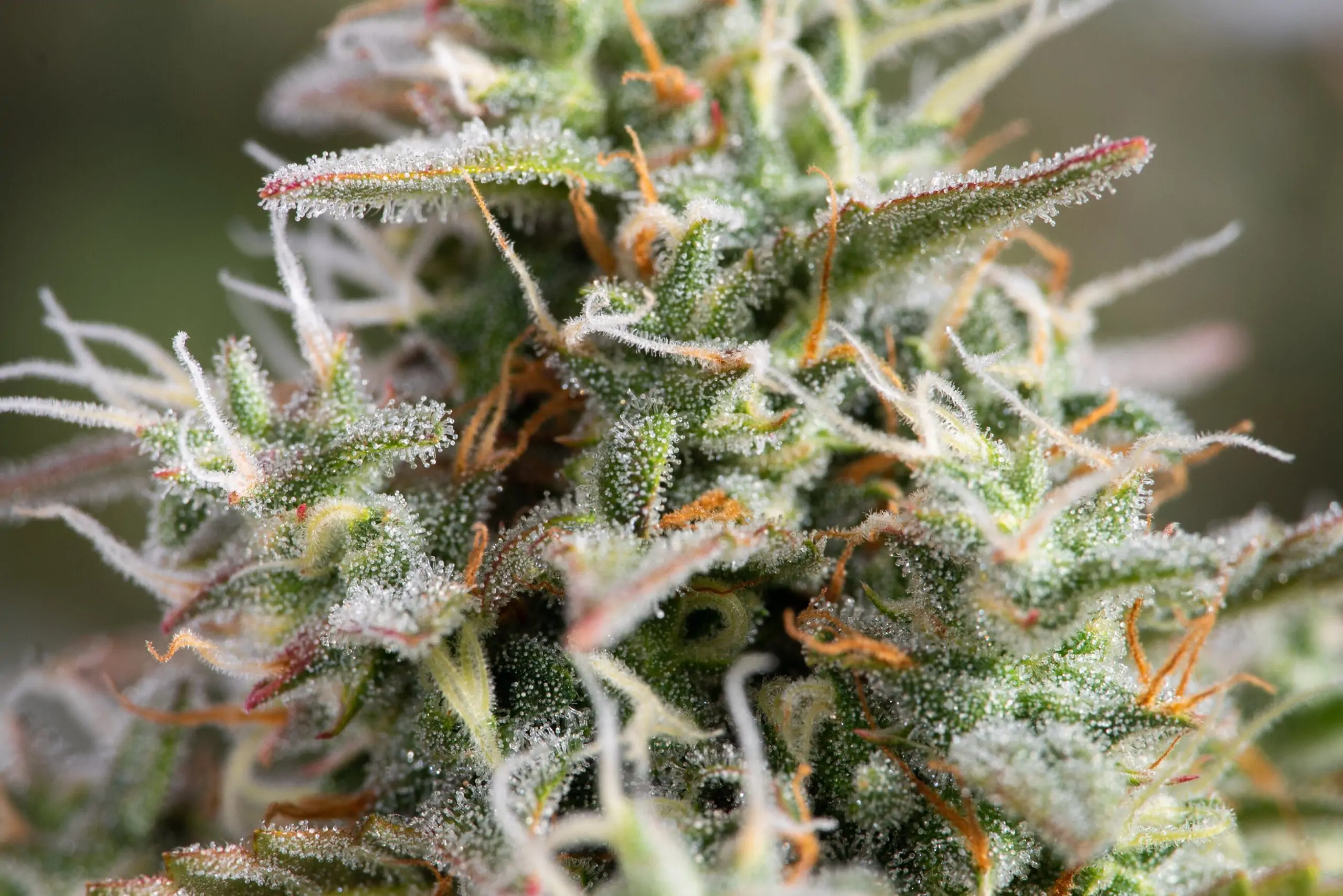 Fruity Cannabis Seed “Critical 2.0 Auto” - Image 5