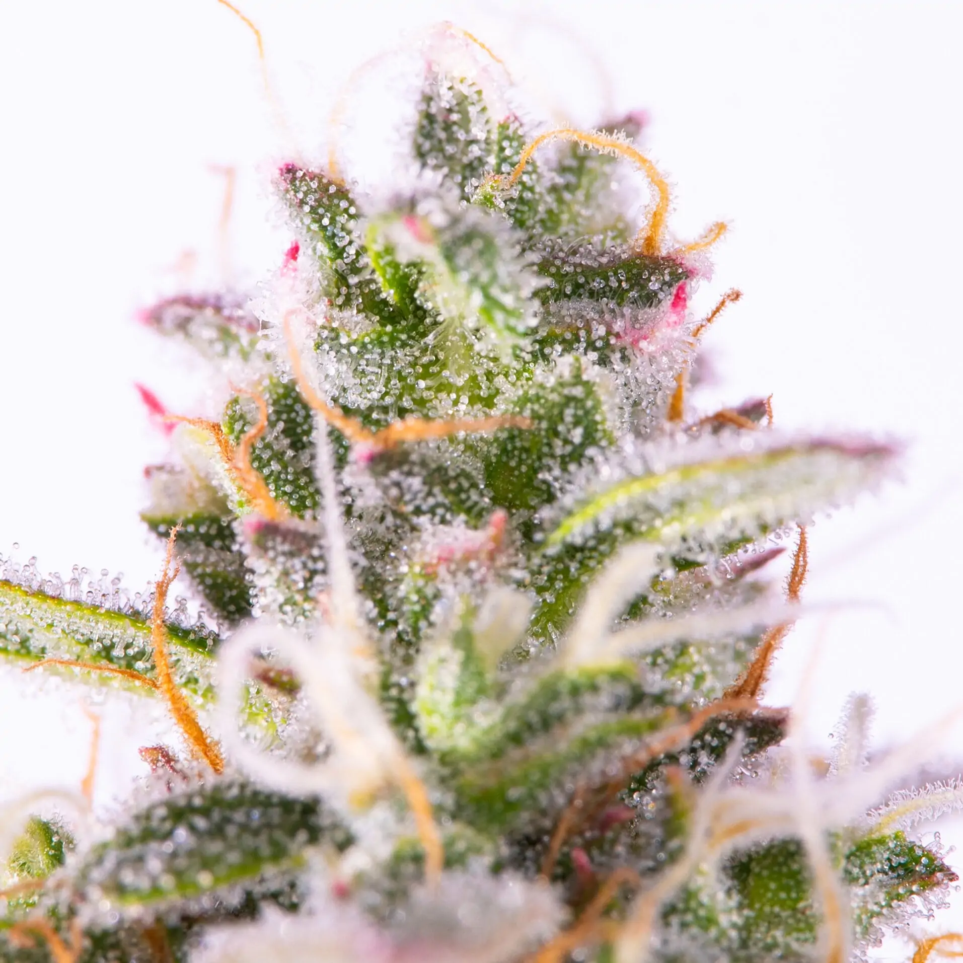Fruity Cannabis Seed “Critical 2.0 Auto” - Image 6