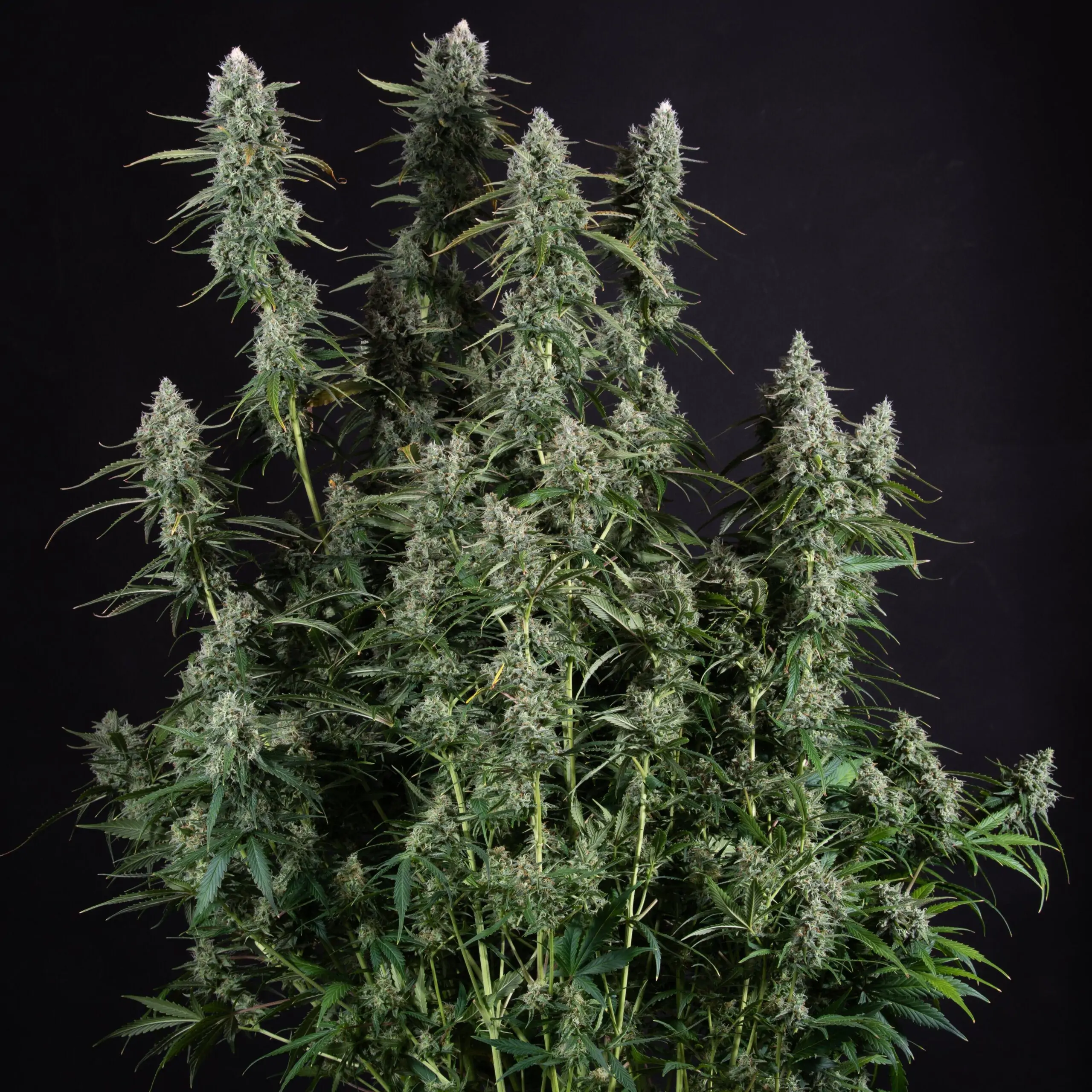 Fruity Cannabis Seed “Critical 2.0 Auto” - Image 7