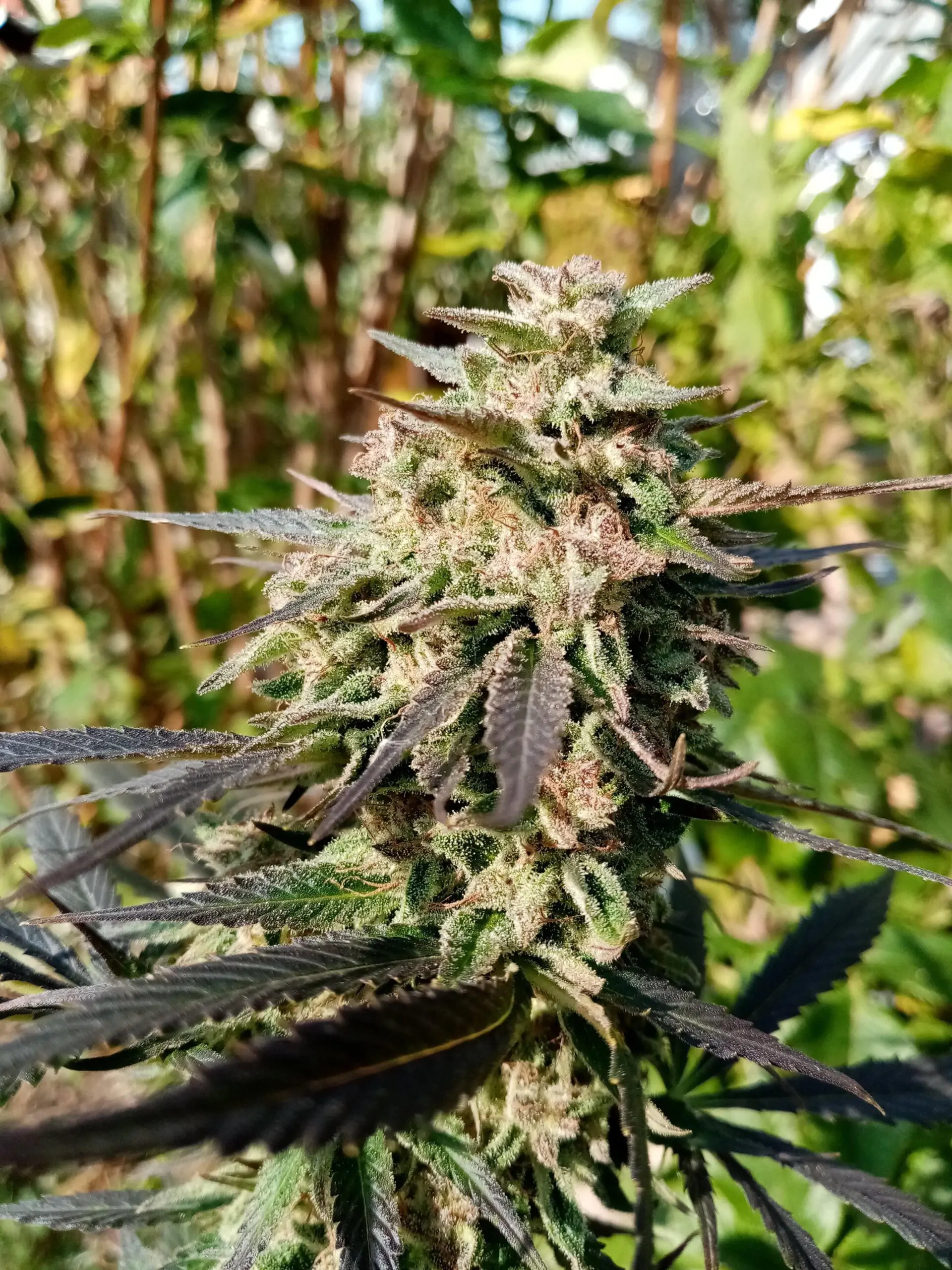 Fruity Cannabis Seed “Critical 2.0 Auto” - Image 8