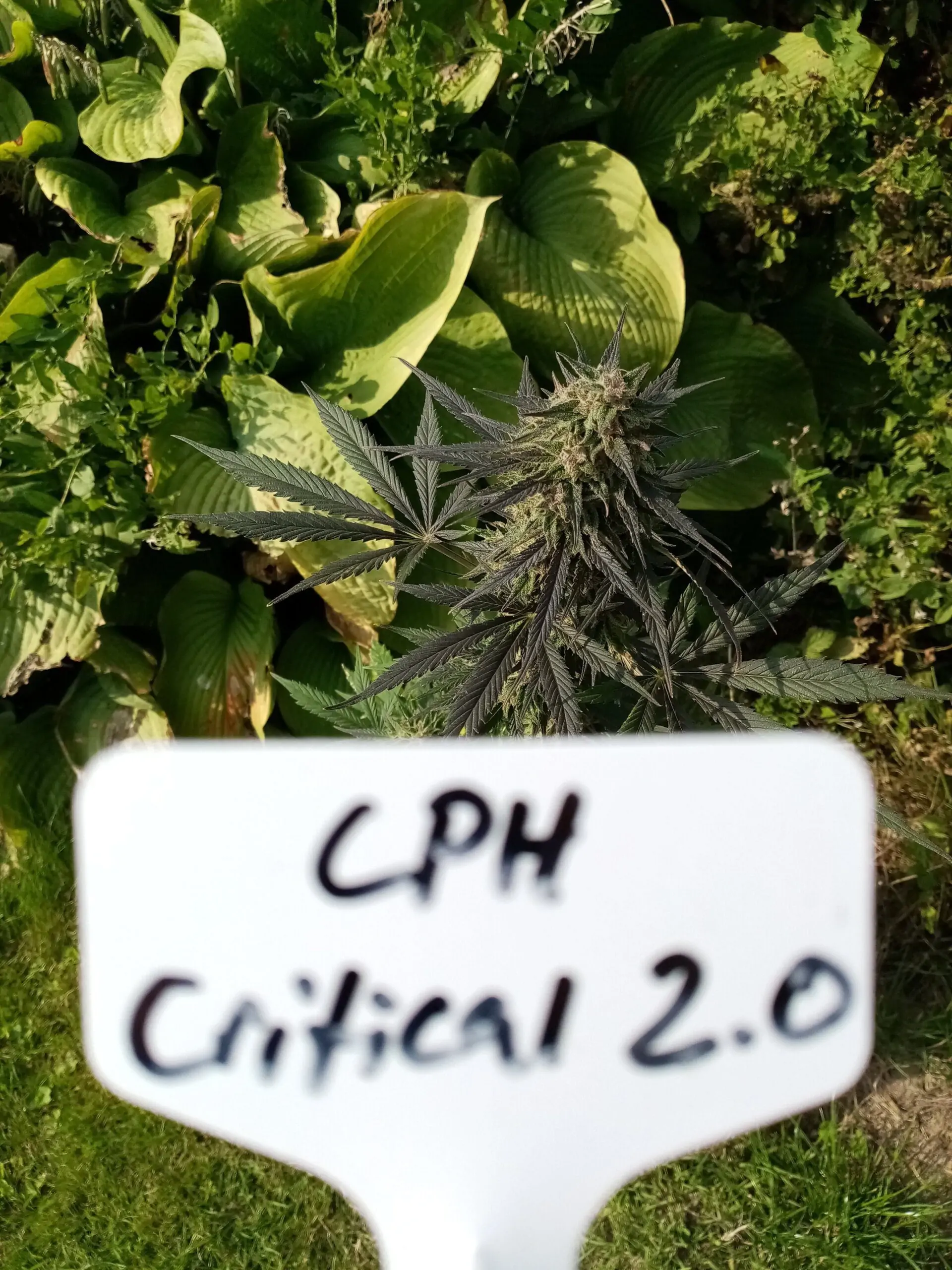 Fruity Cannabis Seed “Critical 2.0 Auto” - Image 9